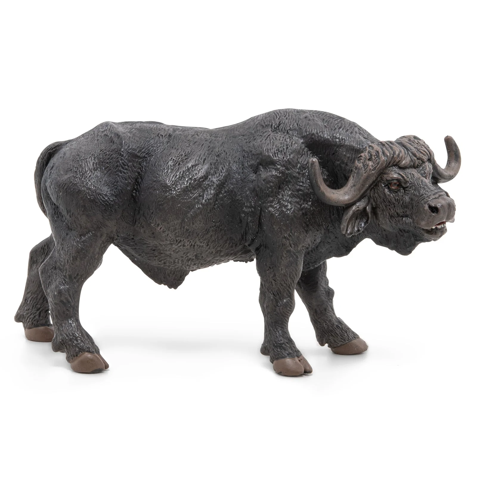 Afrikaanse Buffel - Image 2