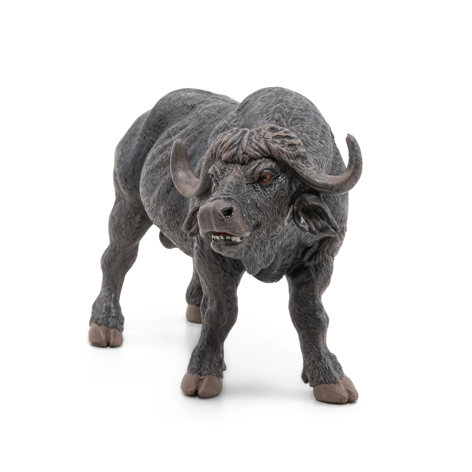 Afrikaanse Buffel - Image 4