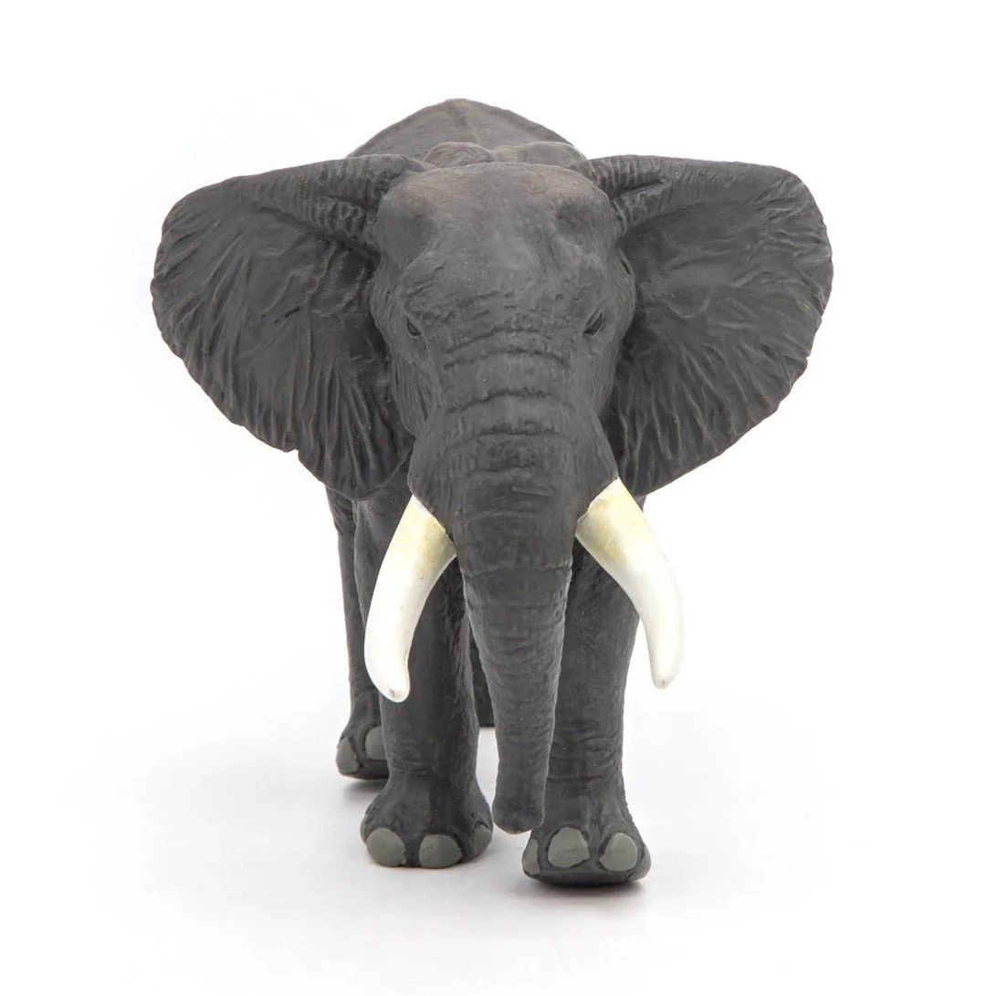 Afrikaanse Olifant - Image 4