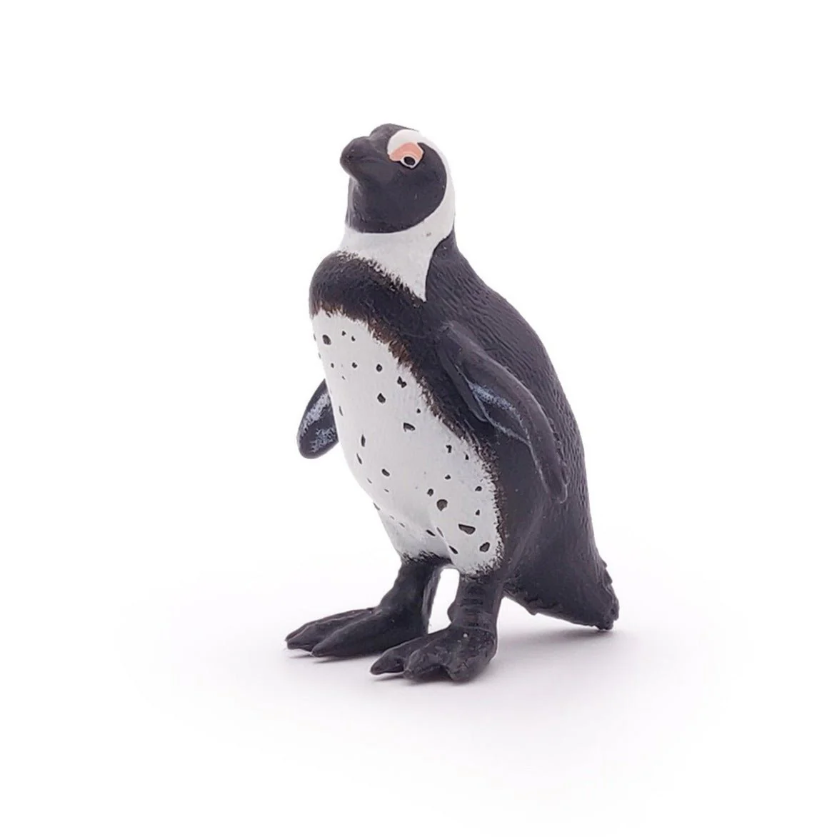 Afrikaanse Pinguin - Image 4