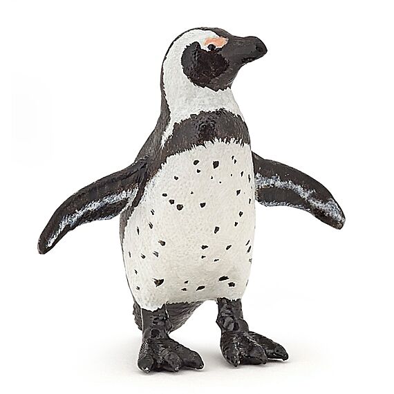Afrikaanse Pinguin - Image 6
