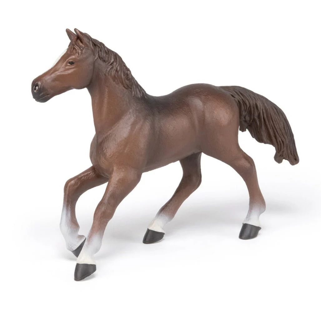 Paard Anglo-Arabier Merrie - Image 2