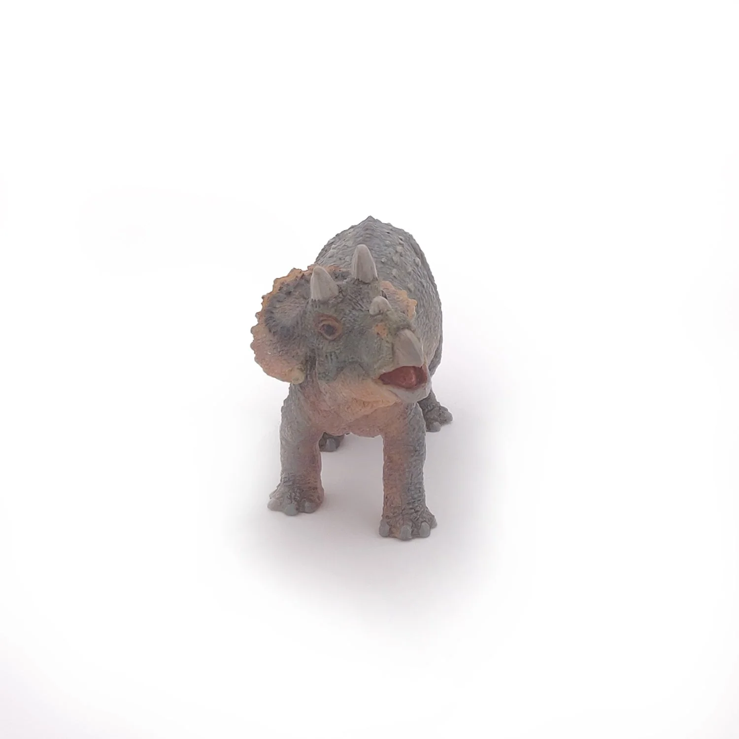 Baby Triceratops - Image 5