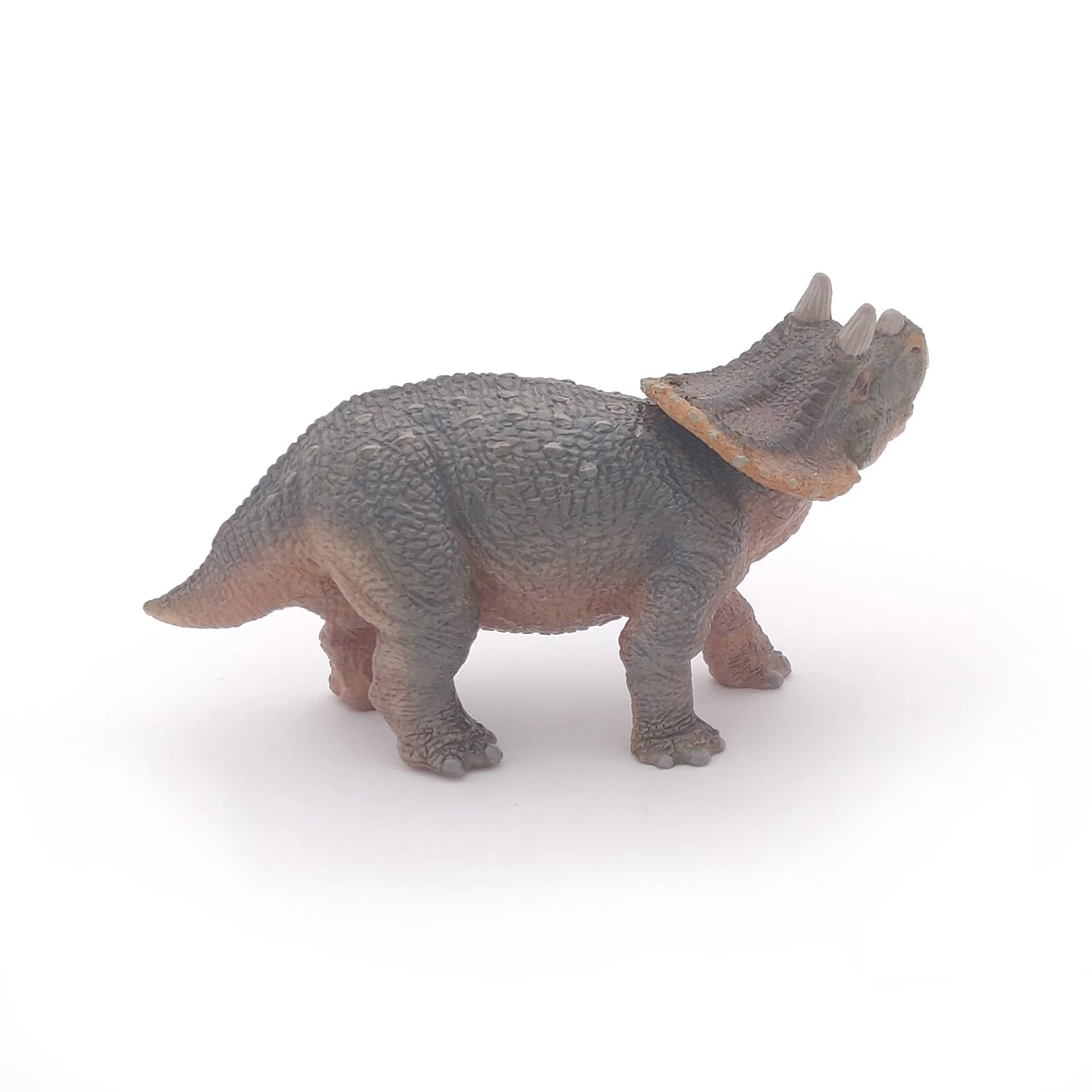 Baby Triceratops - Image 6