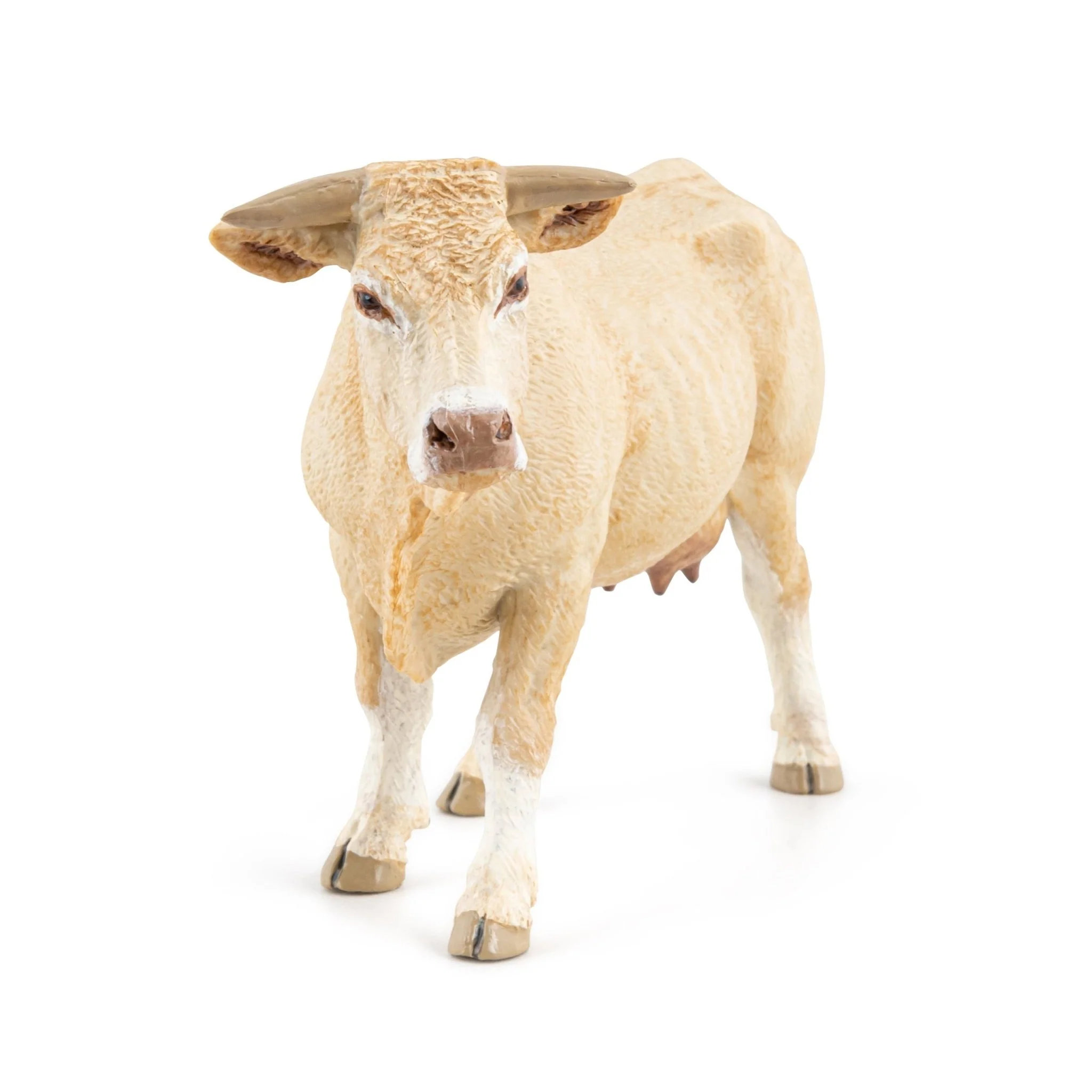 Koe Blonde Uit Aquitaine - Image 3