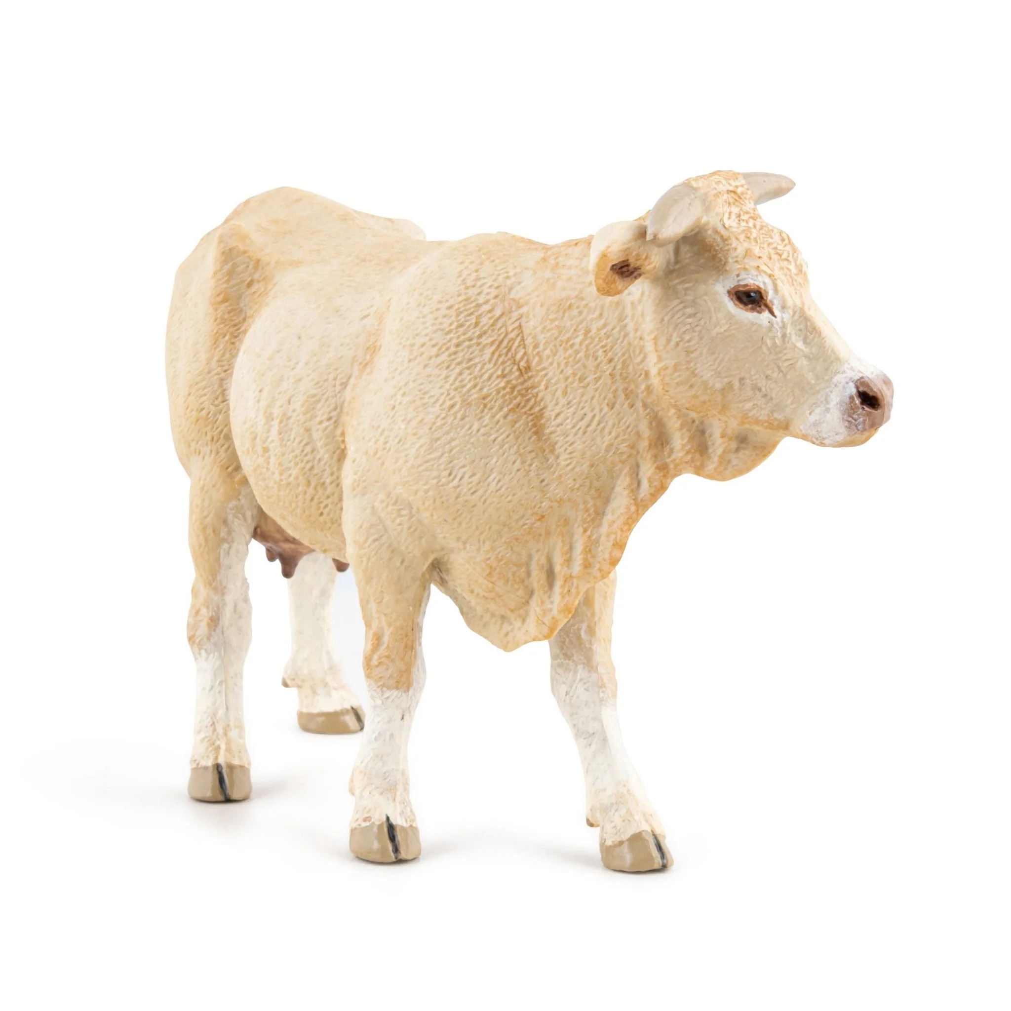 Koe Blonde Uit Aquitaine - Image 4