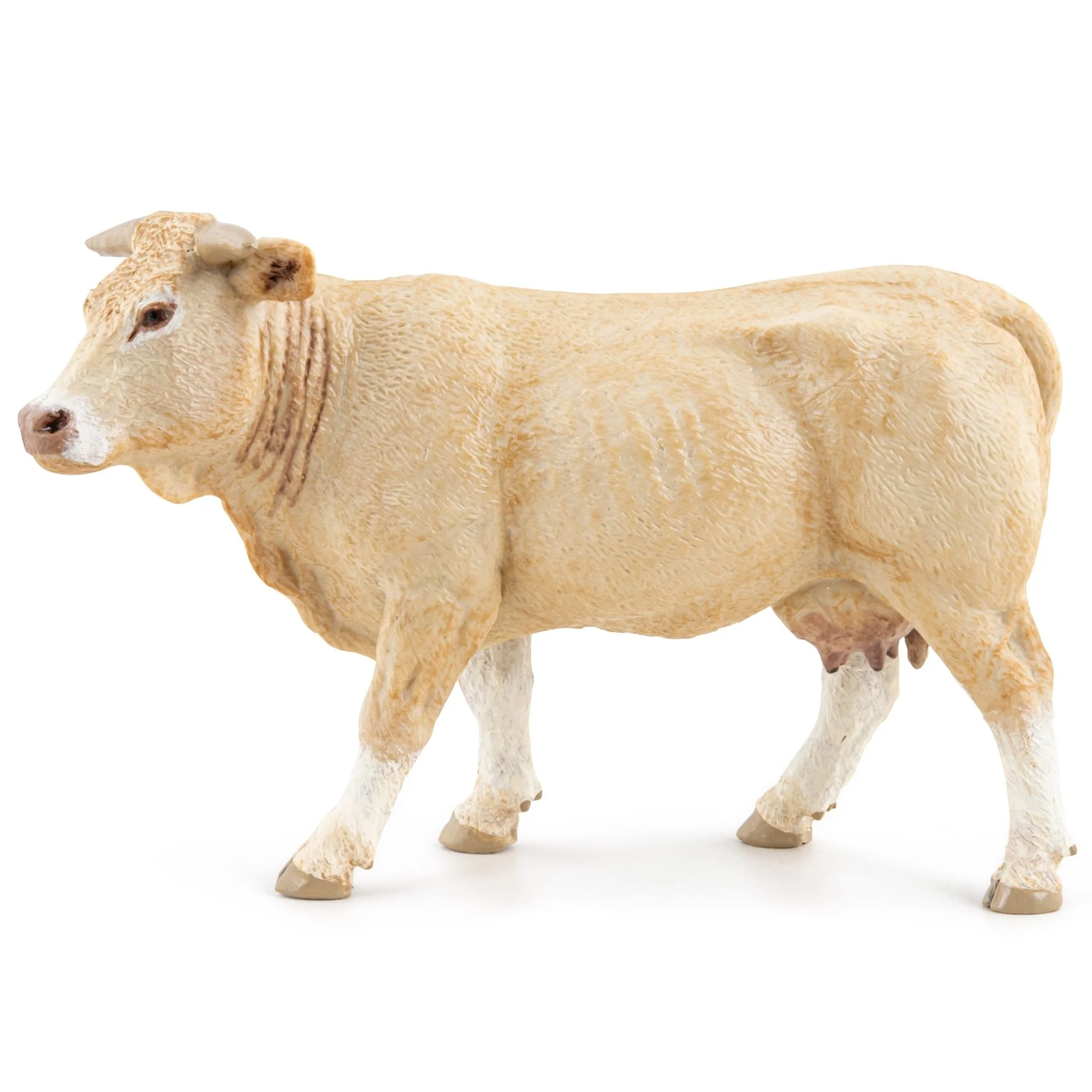 Koe Blonde Uit Aquitaine - Image 6