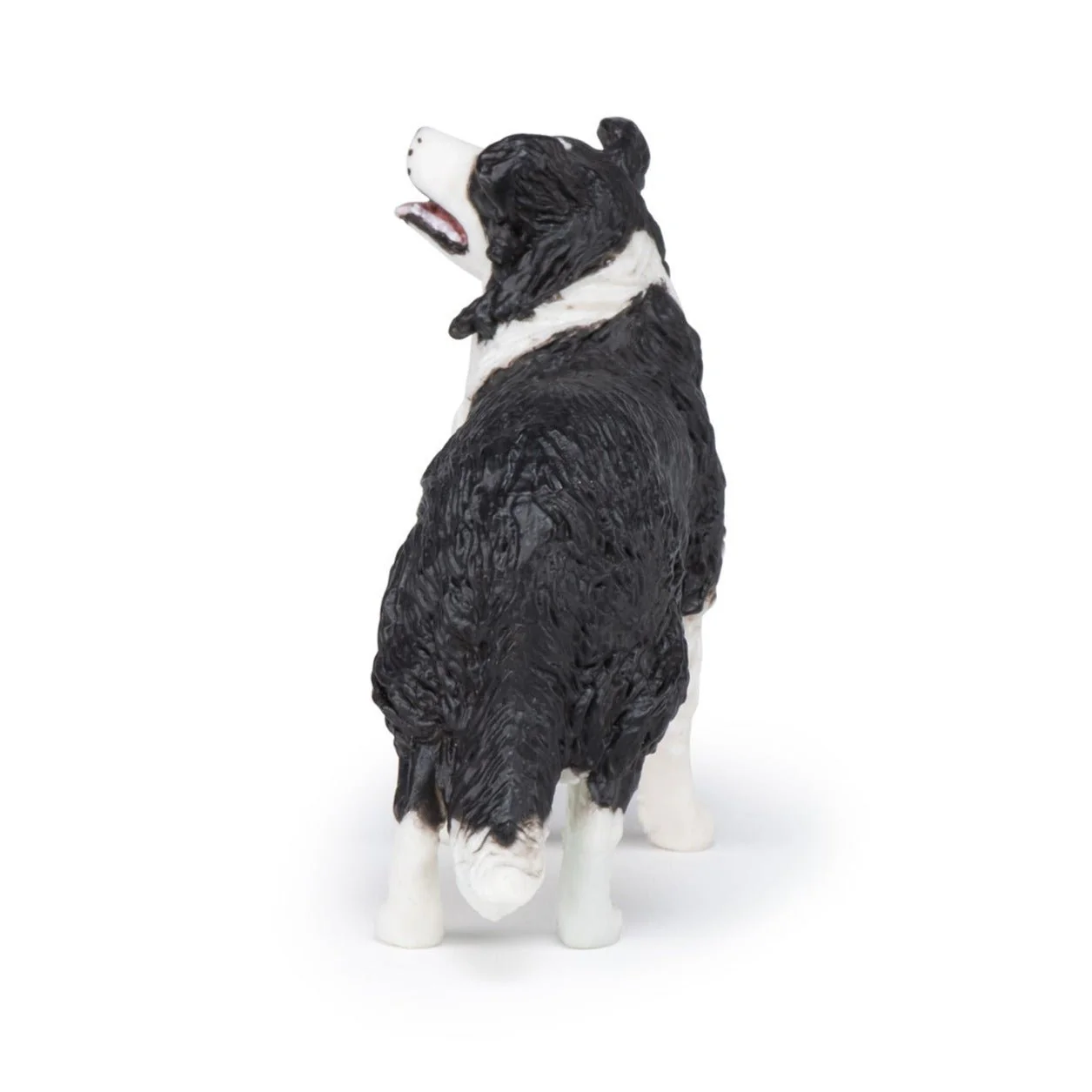 Border Collie - Image 6