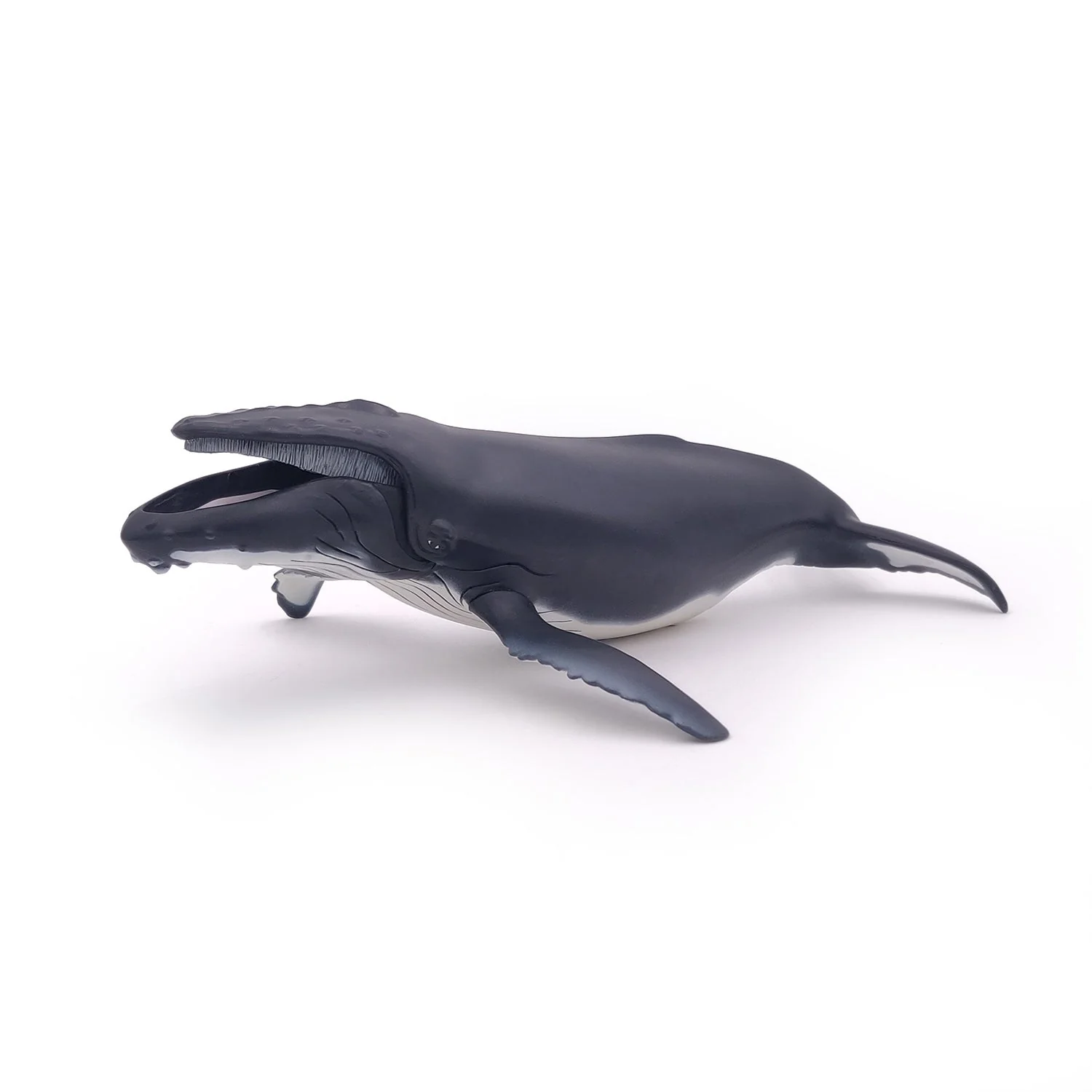 Bultrug Walvis - Image 4
