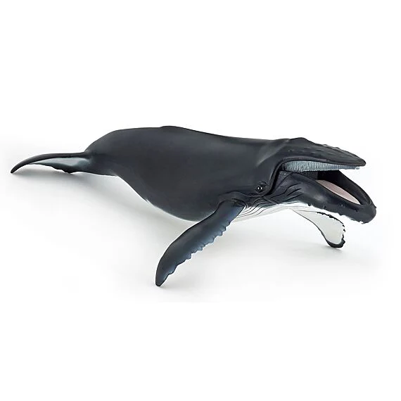 Bultrug Walvis - Image 7
