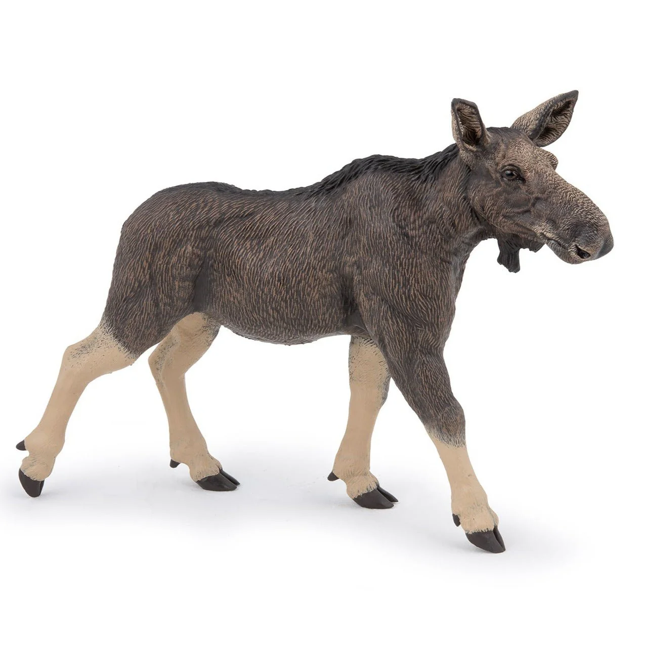 Eland vrouwtje
