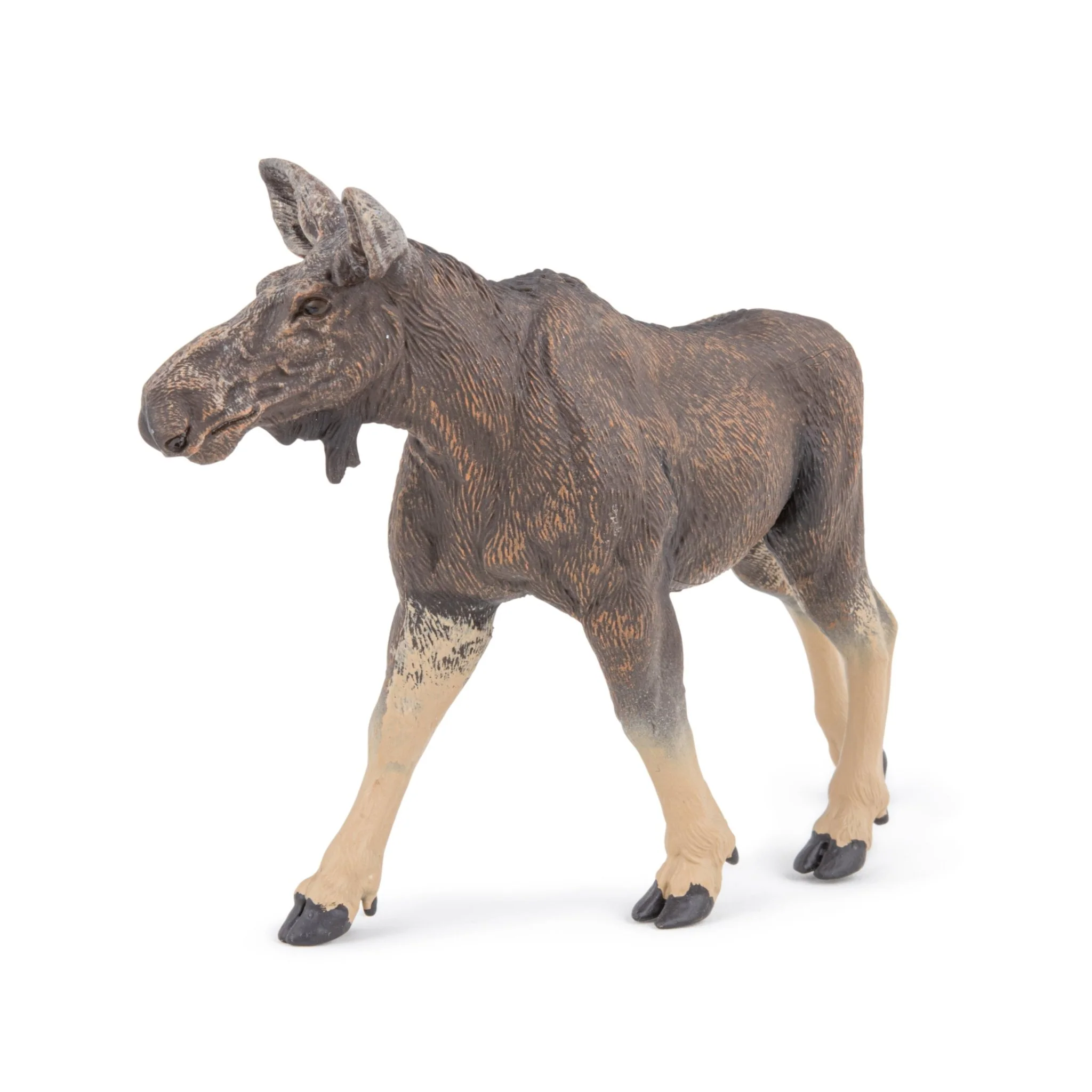 Eland vrouwtje - Image 2