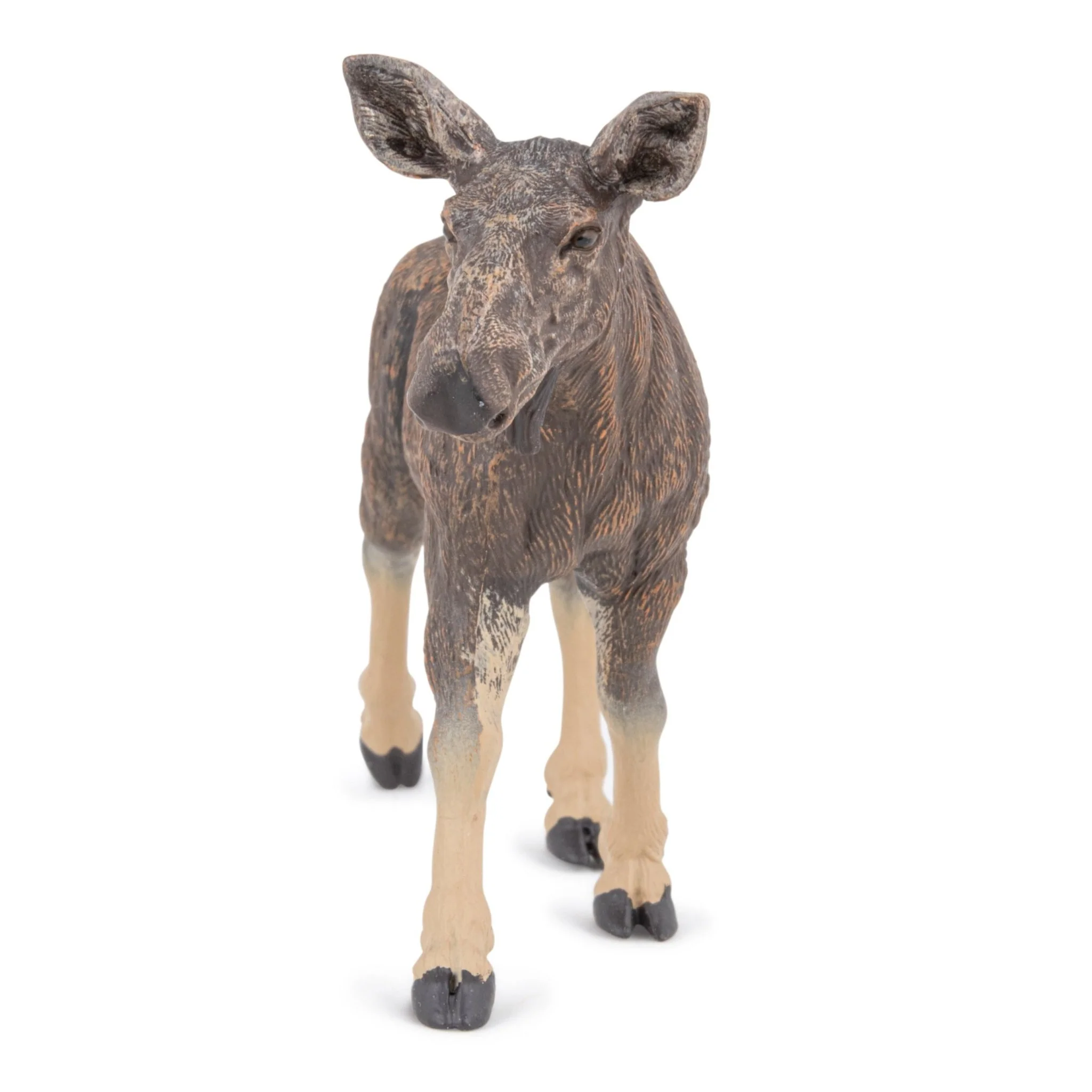 Eland vrouwtje - Image 4