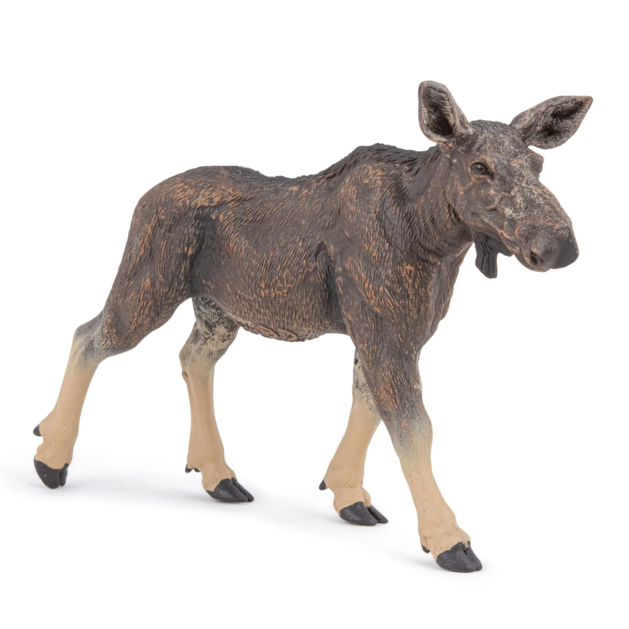 Eland vrouwtje - Image 5