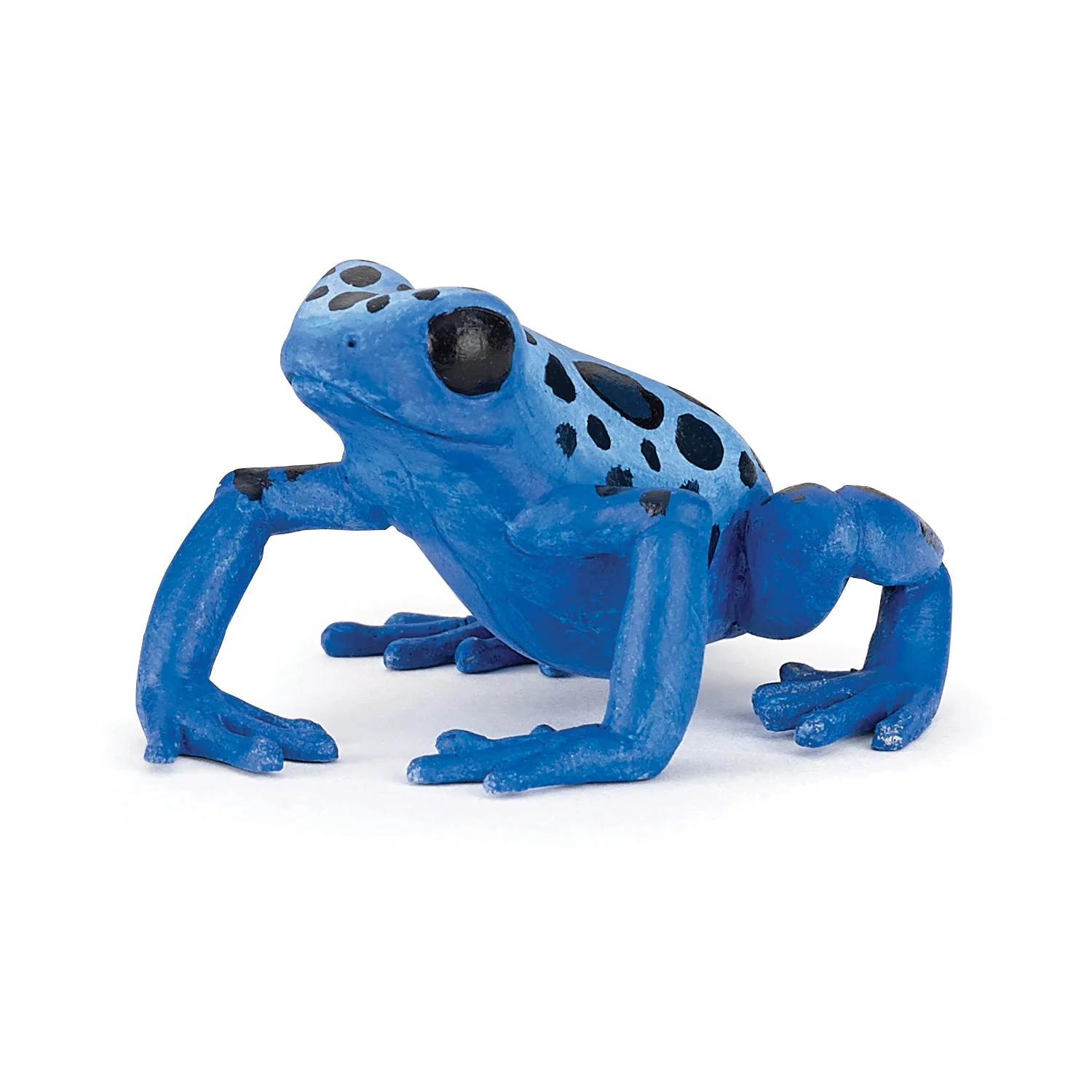Blauwe equatoriale kikker