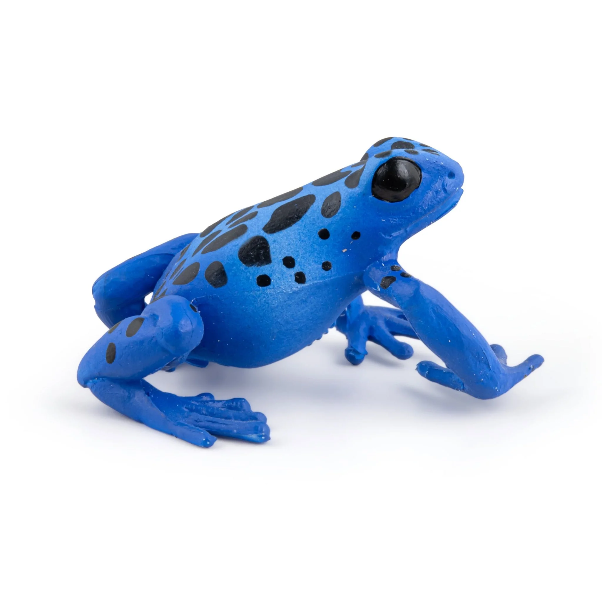 Blauwe equatoriale kikker - Image 2