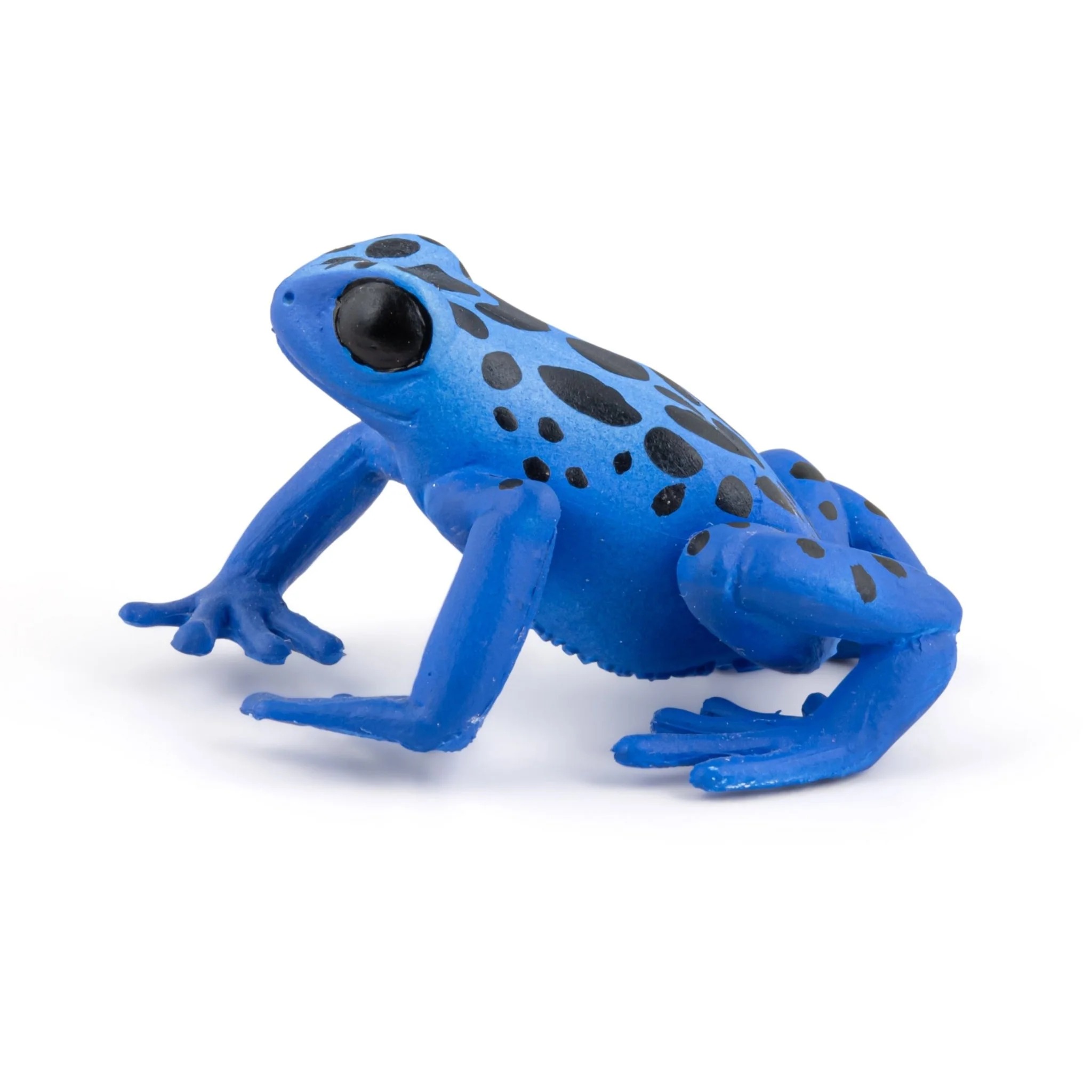 Blauwe equatoriale kikker - Image 3