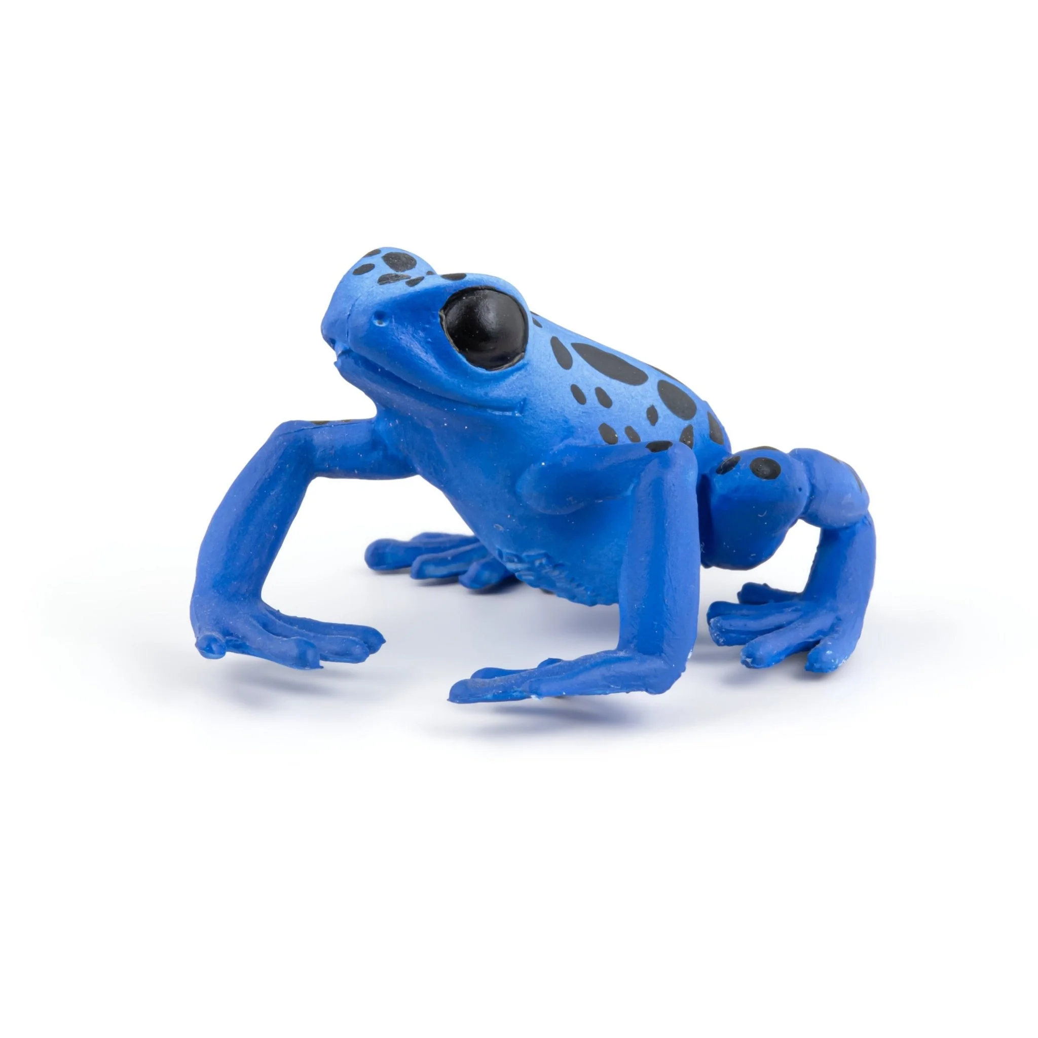 Blauwe equatoriale kikker - Image 4