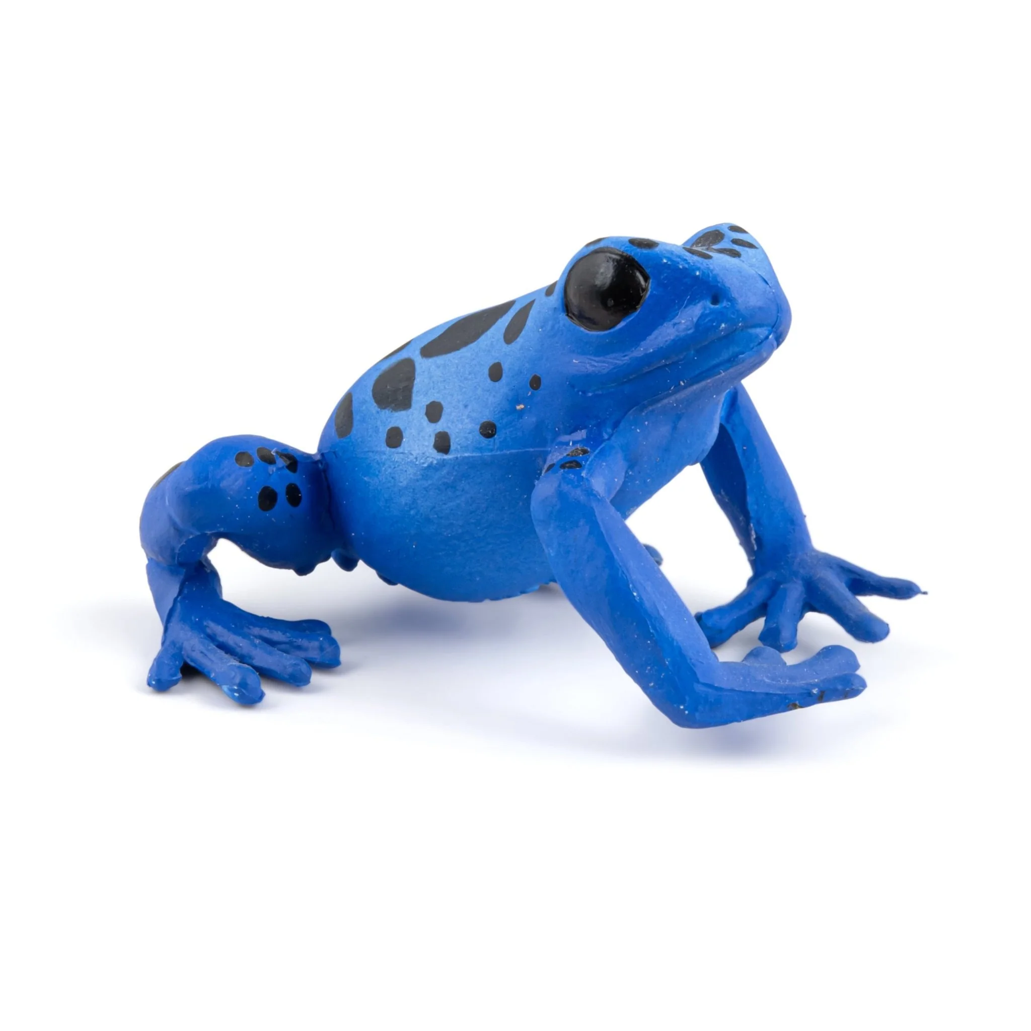 Blauwe equatoriale kikker - Image 6