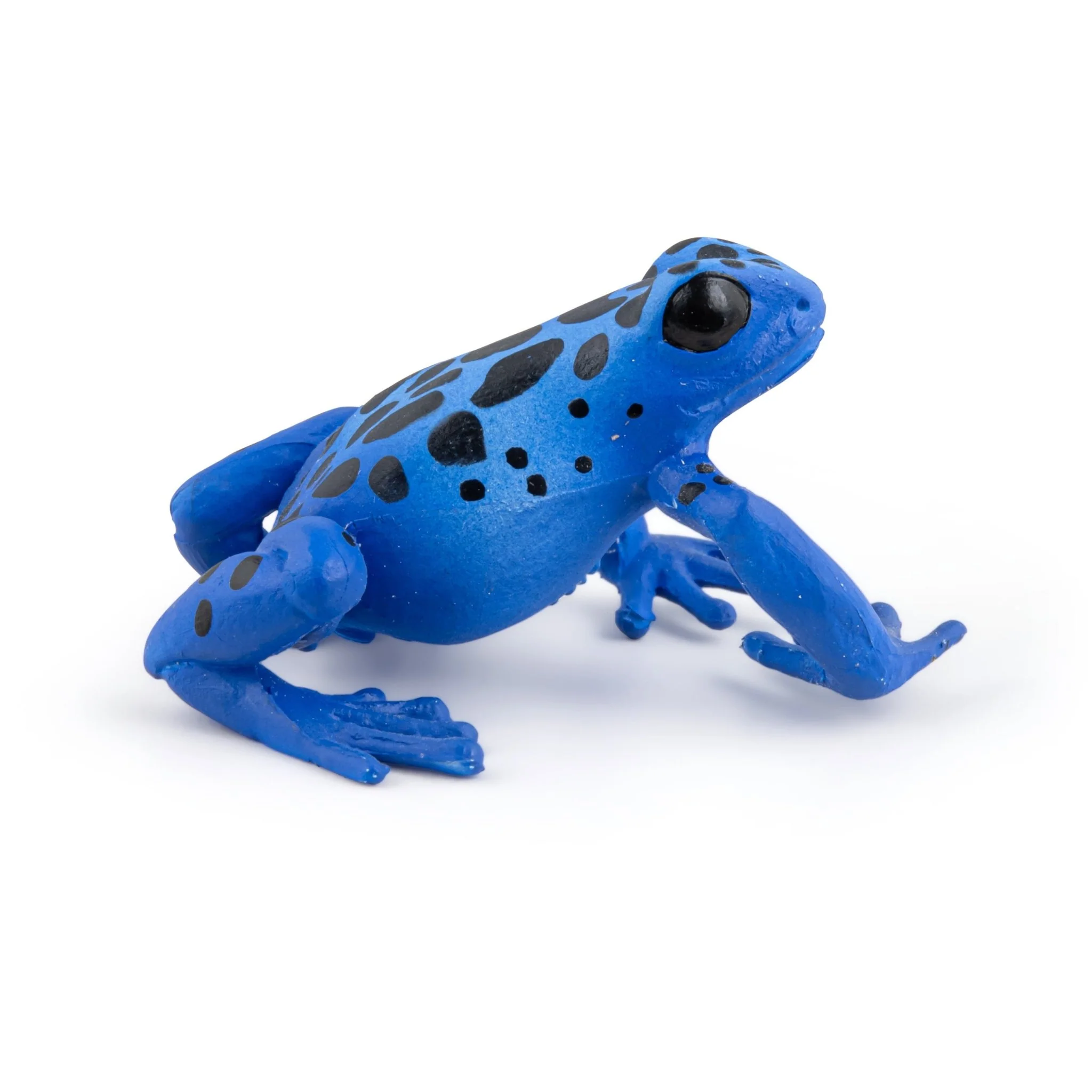 Blauwe equatoriale kikker - Image 7