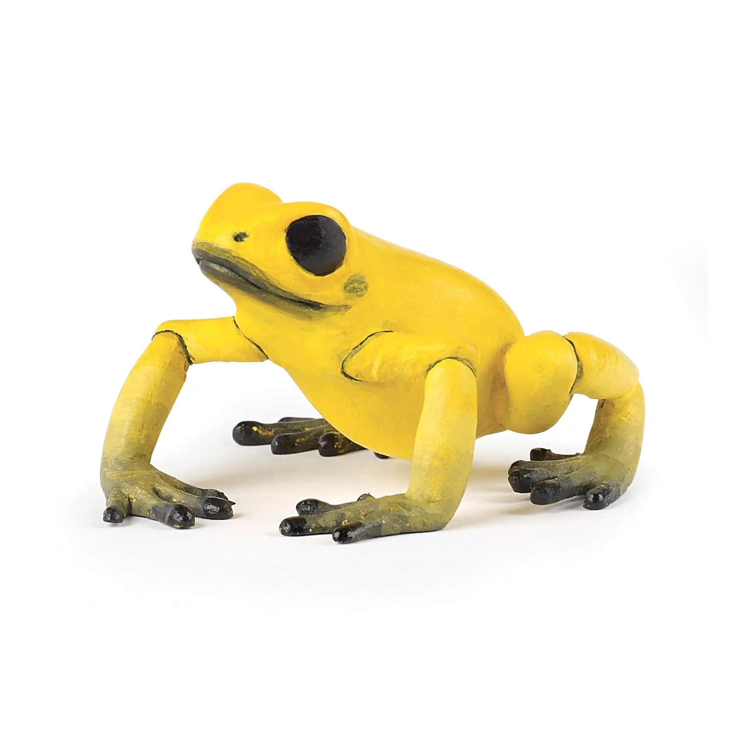Gele equatoriale kikker