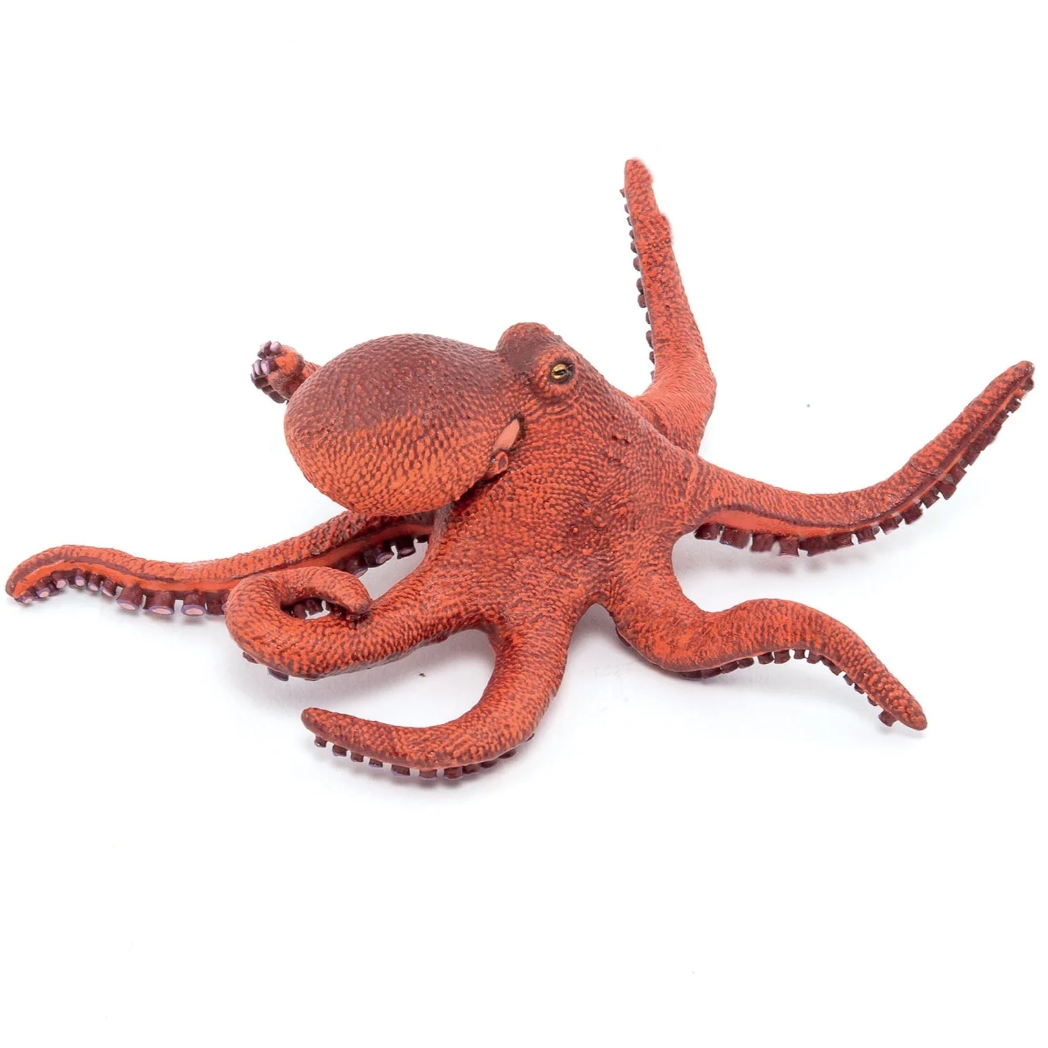 Kleine Octopus