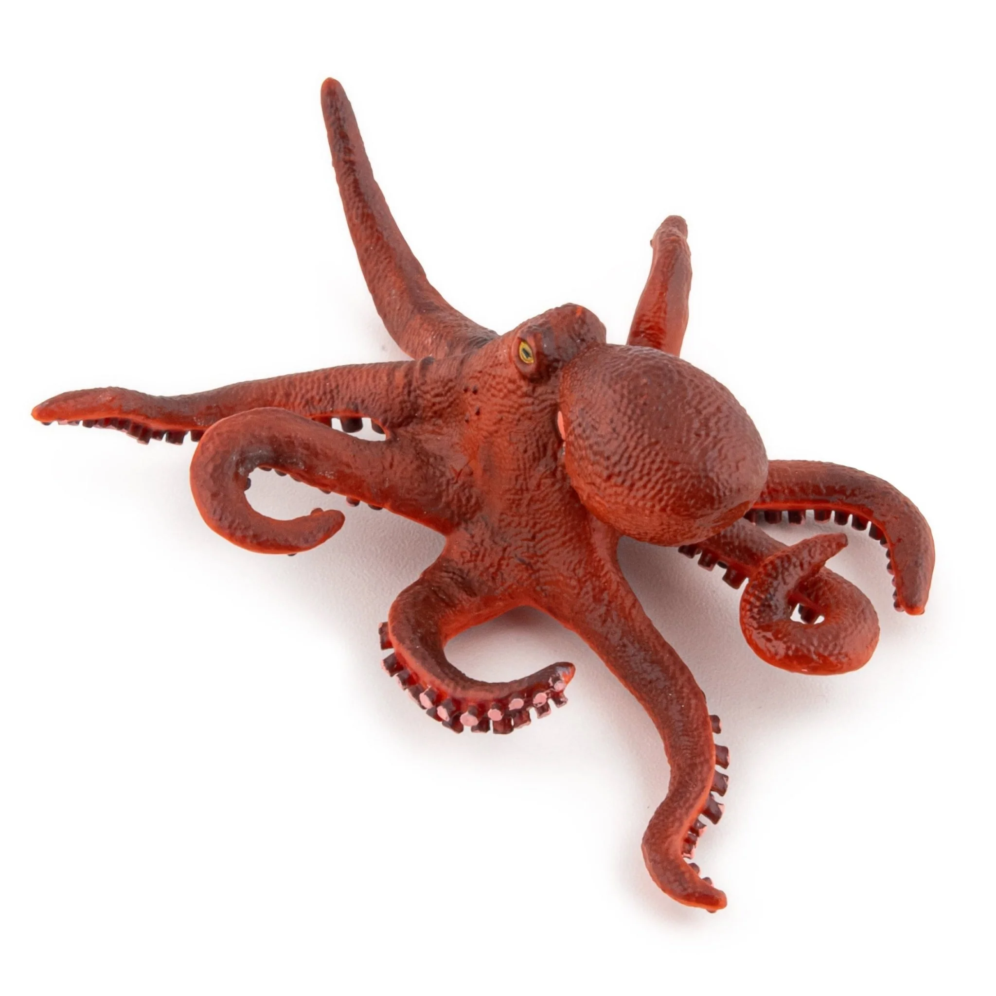 Kleine Octopus - Image 2
