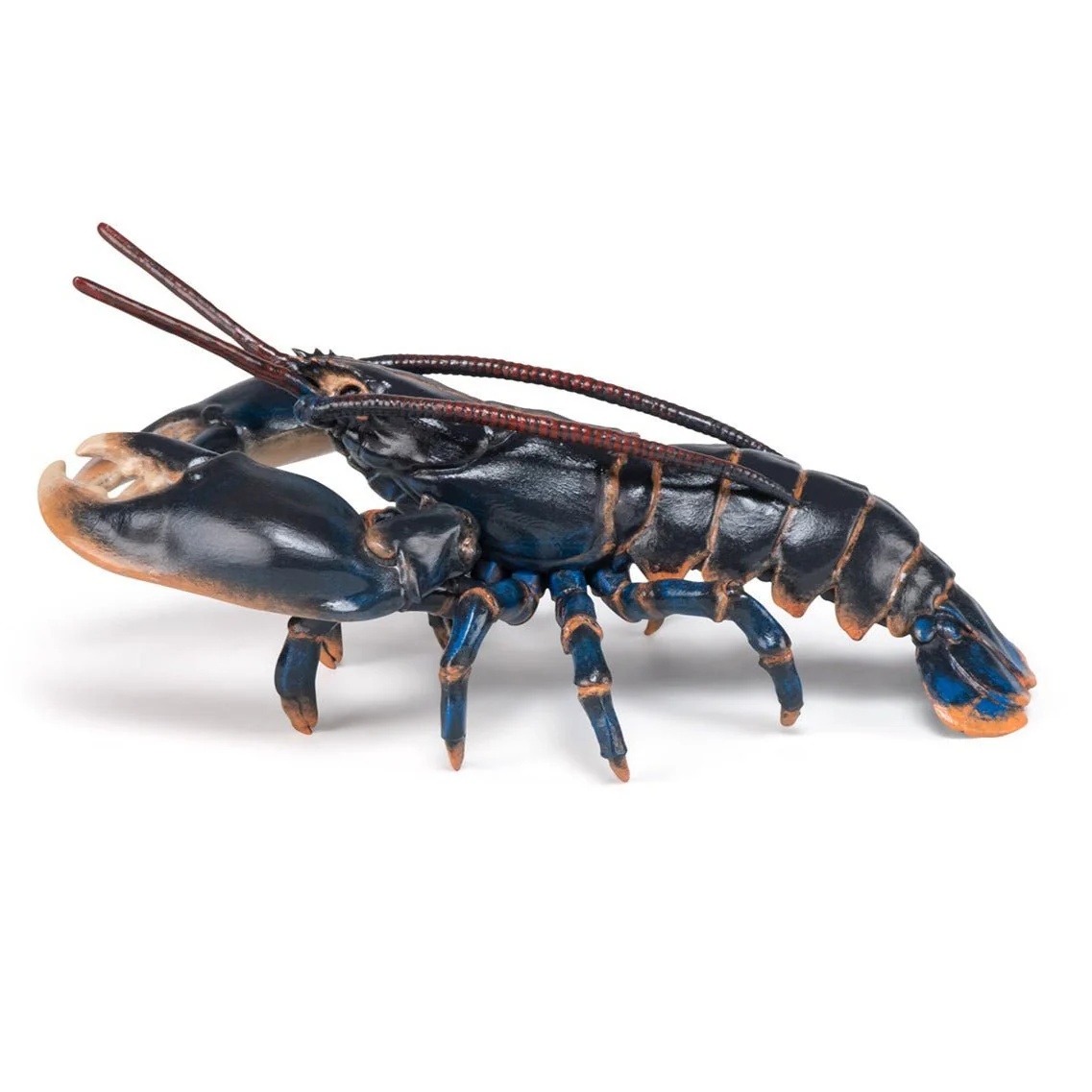 Kreeft - Image 6