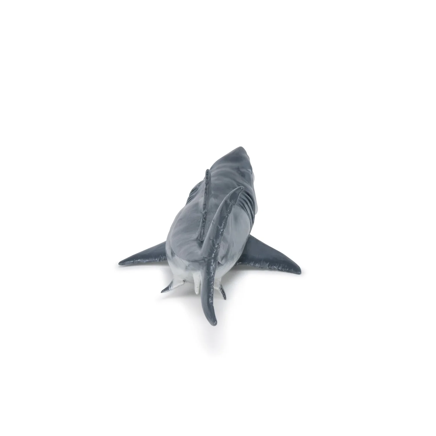 Megalodon - Image 8