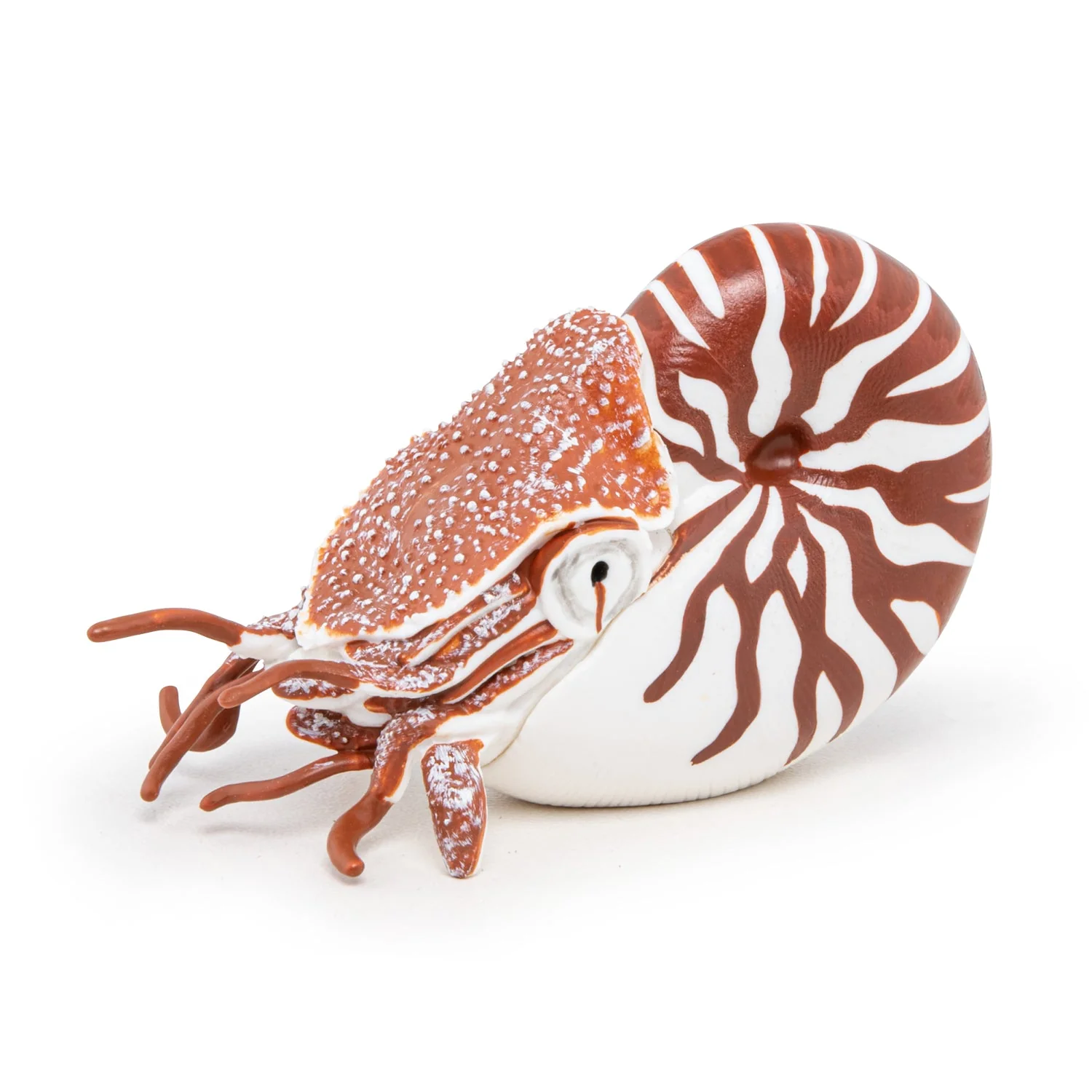 Zeedier Nautilus