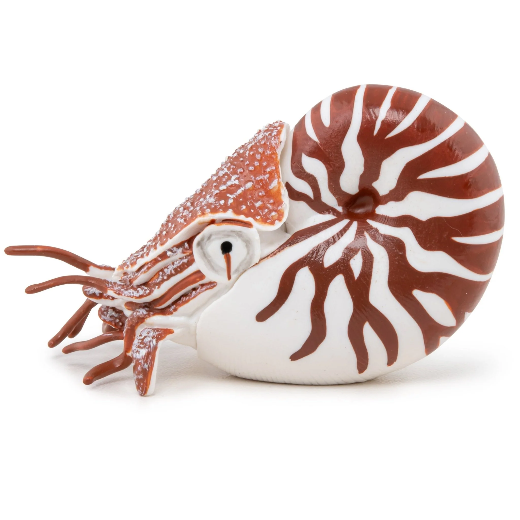 Zeedier Nautilus - Image 2