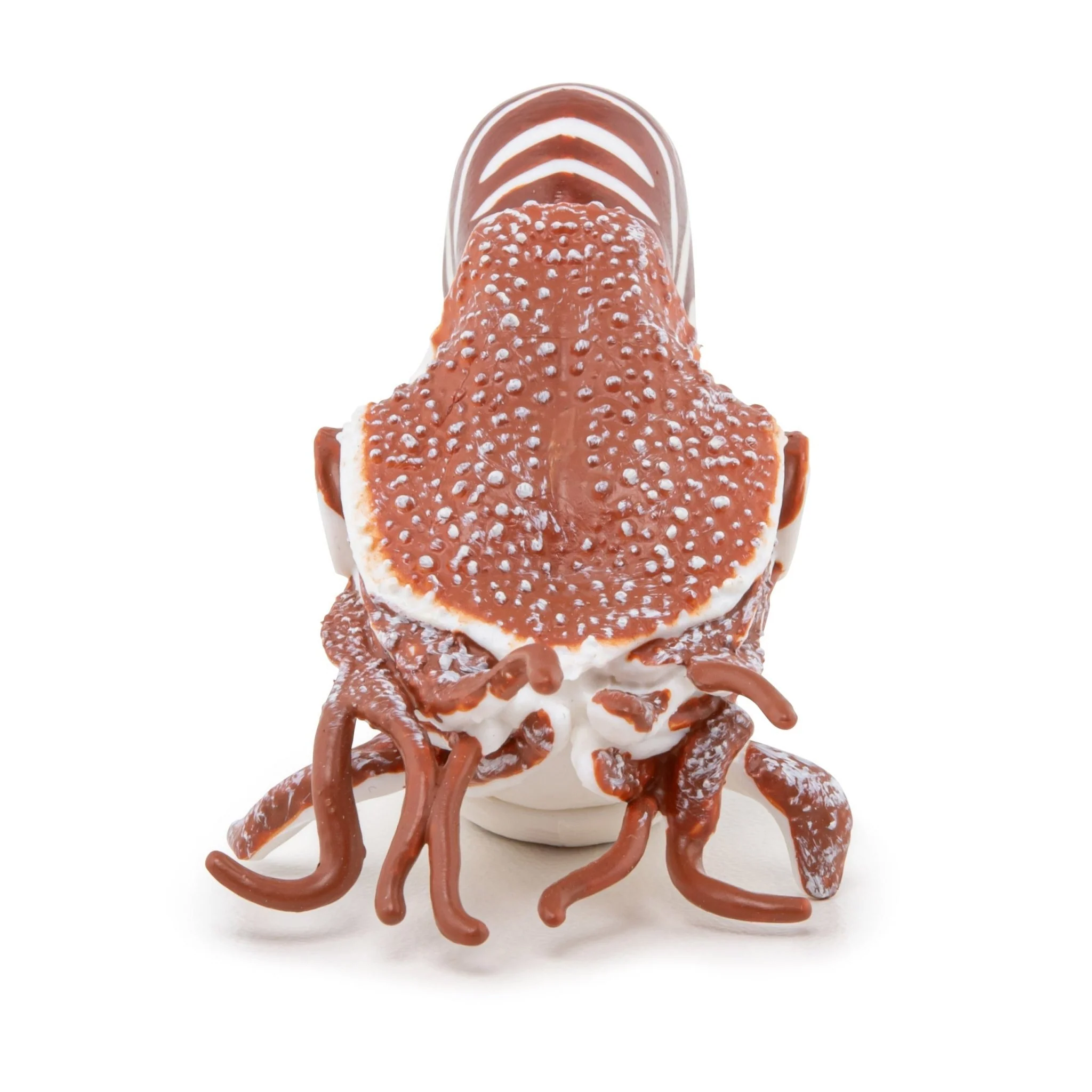 Zeedier Nautilus - Image 3