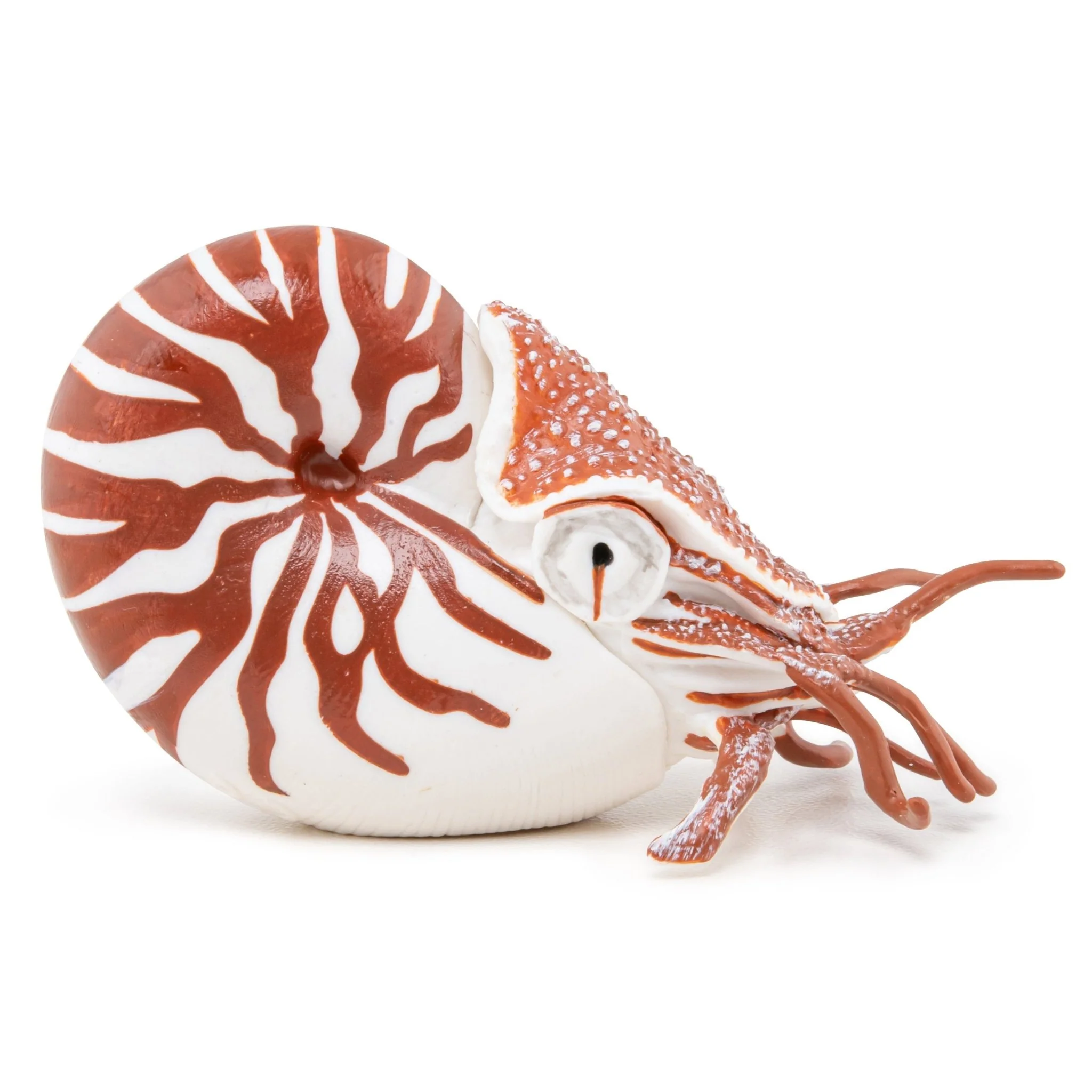Zeedier Nautilus - Image 4