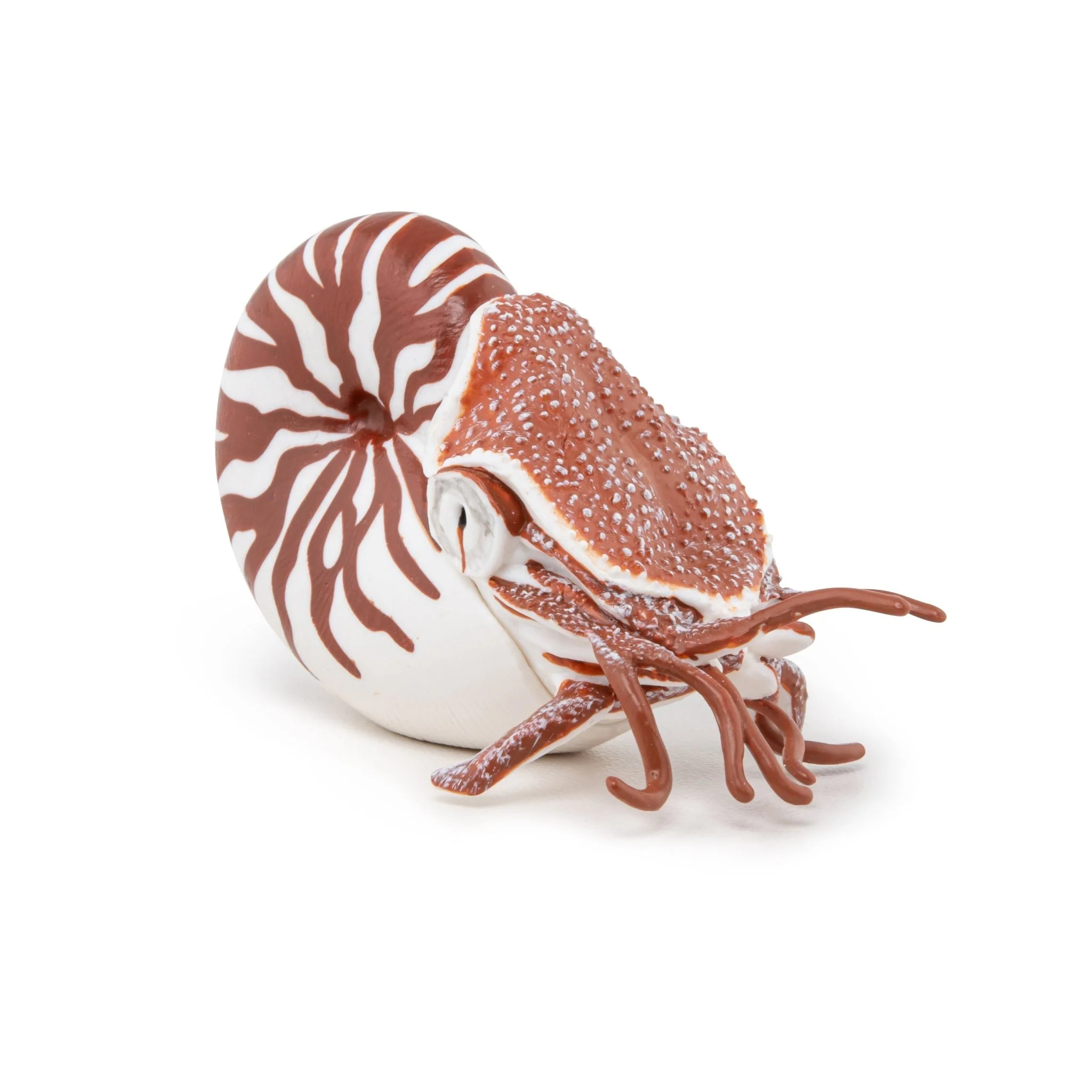 Zeedier Nautilus - Image 5