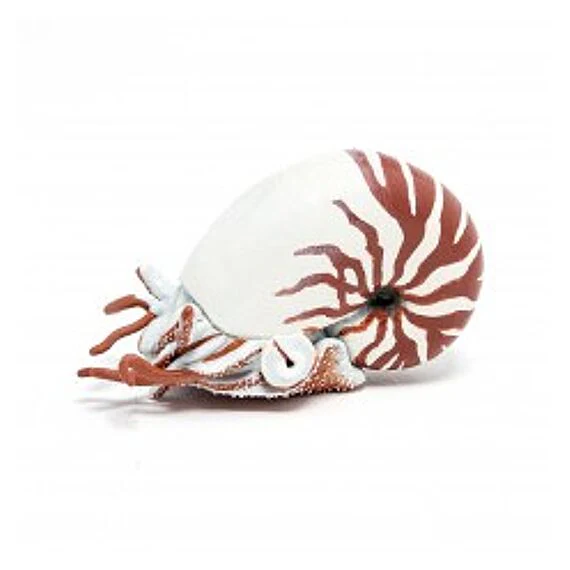 Zeedier Nautilus - Image 6