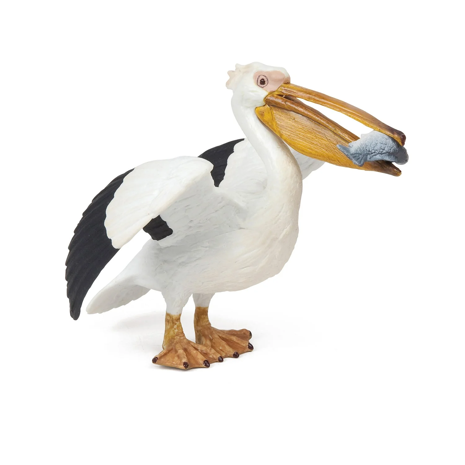 Pelikaan - Image 6