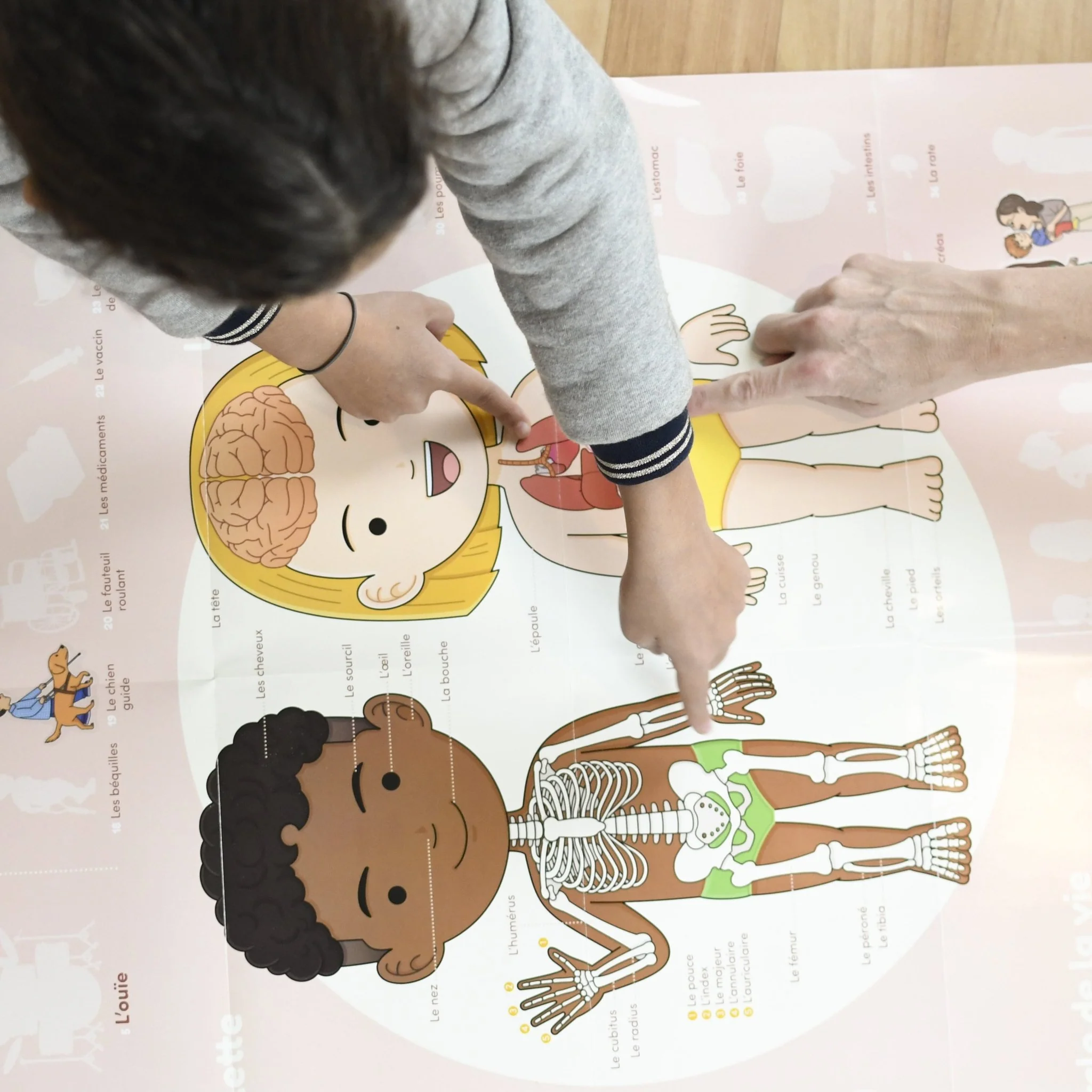 Educatieve XXL poster + 49 stickers Human Body - Image 4