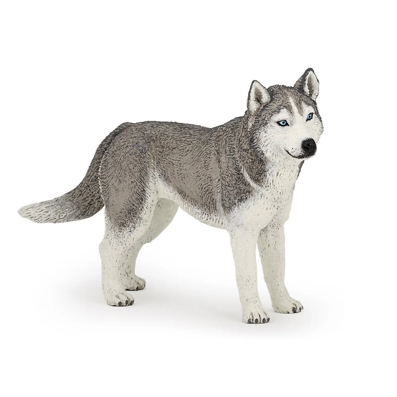 Siberische Husky