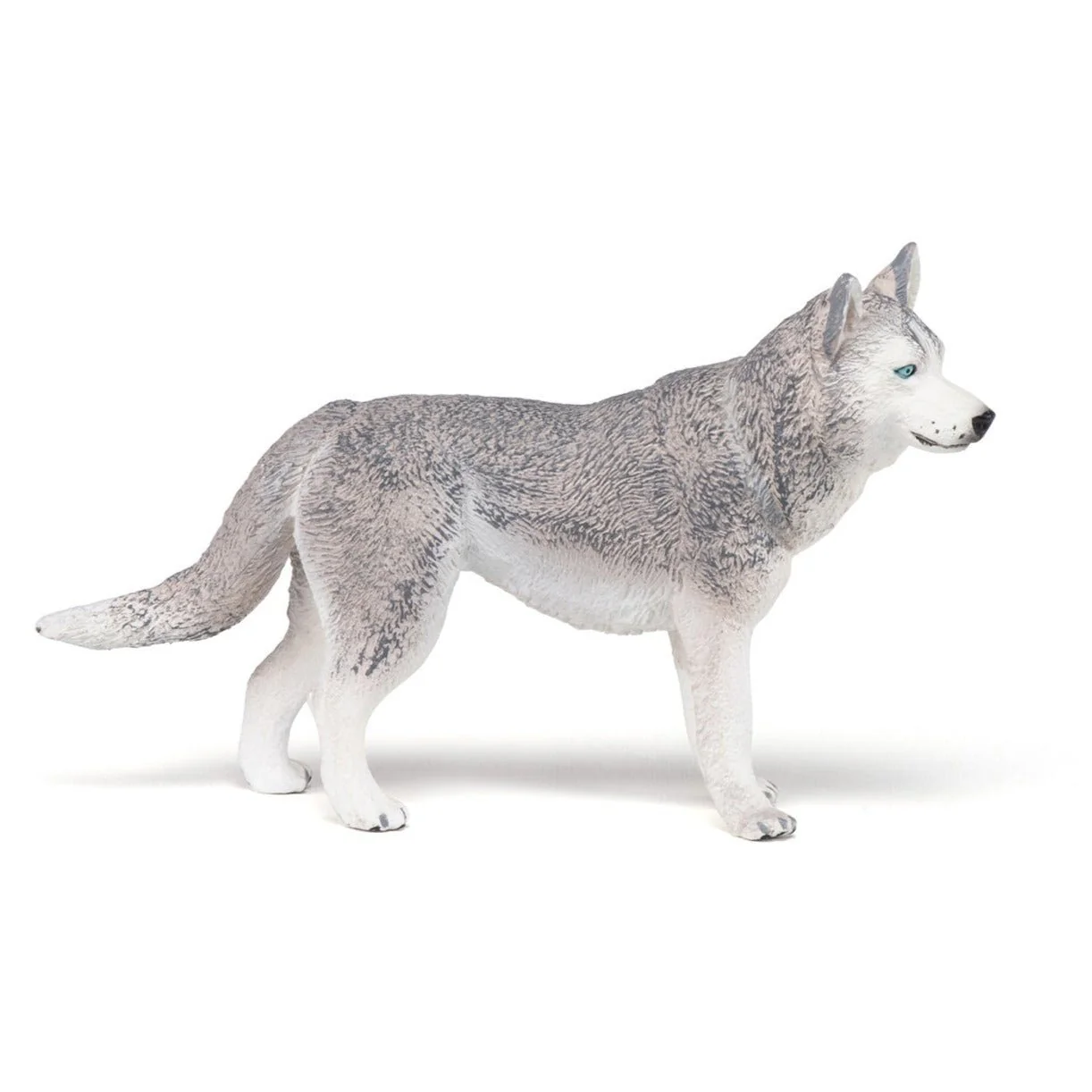Siberische Husky - Image 2