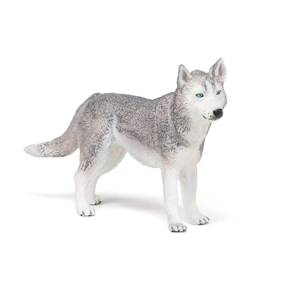 Siberische Husky - Image 3