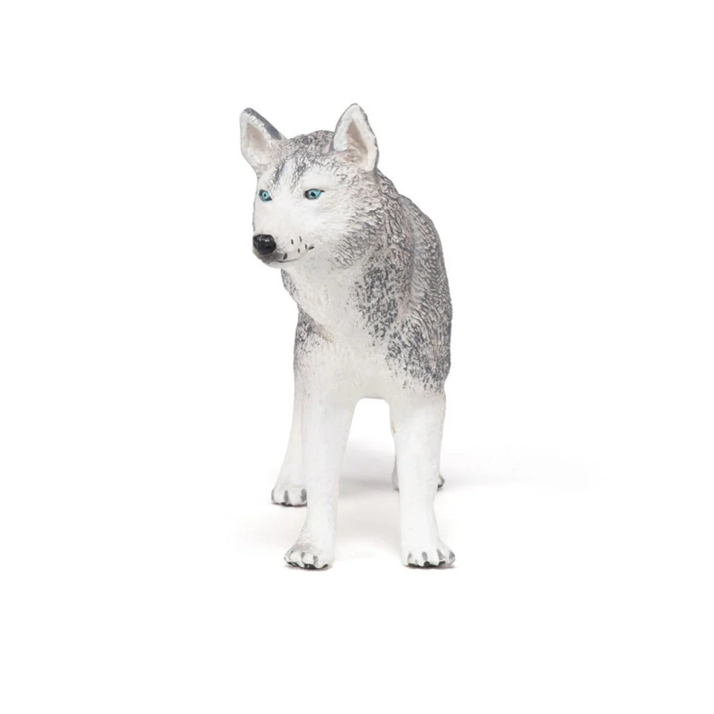 Siberische Husky - Image 4