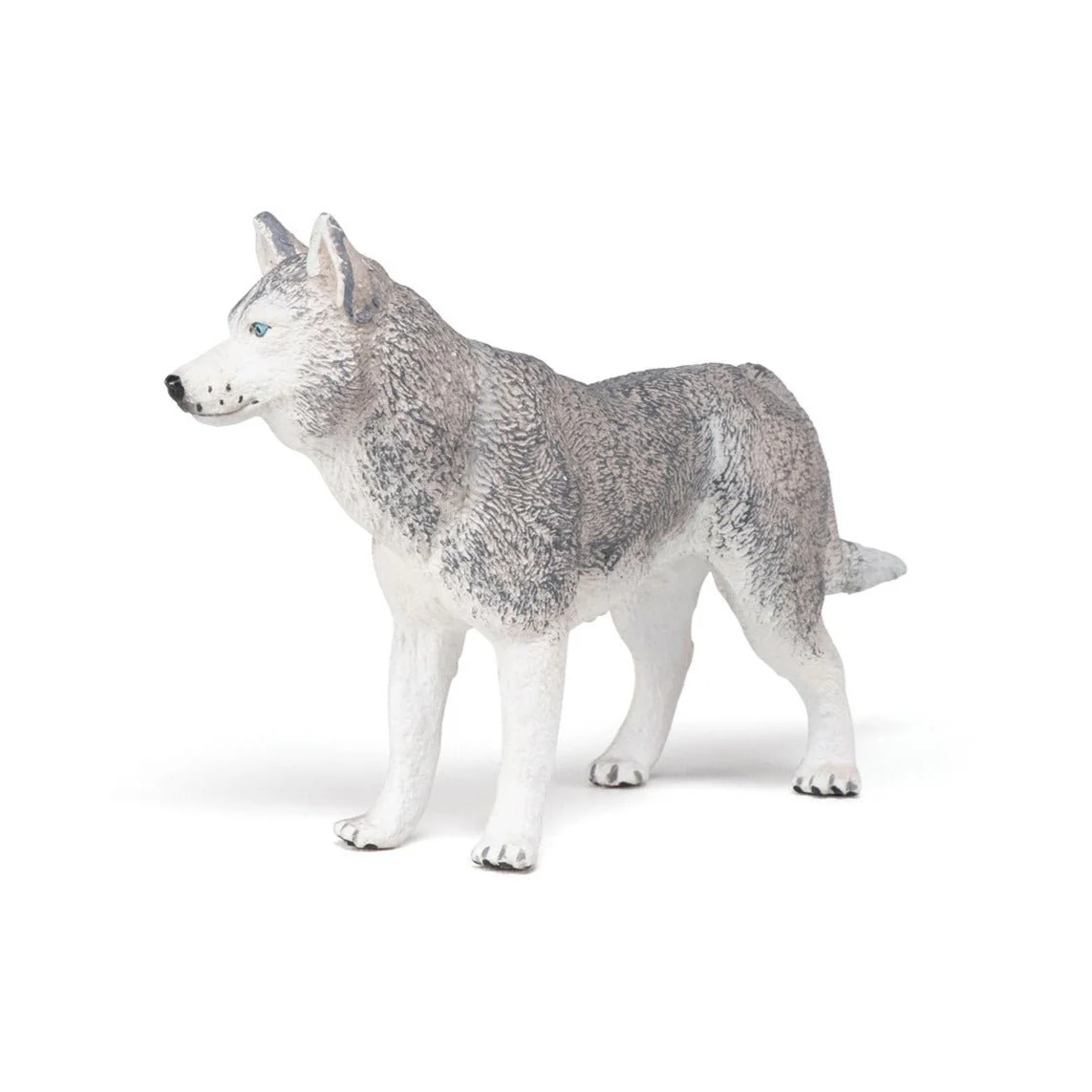 Siberische Husky - Image 5