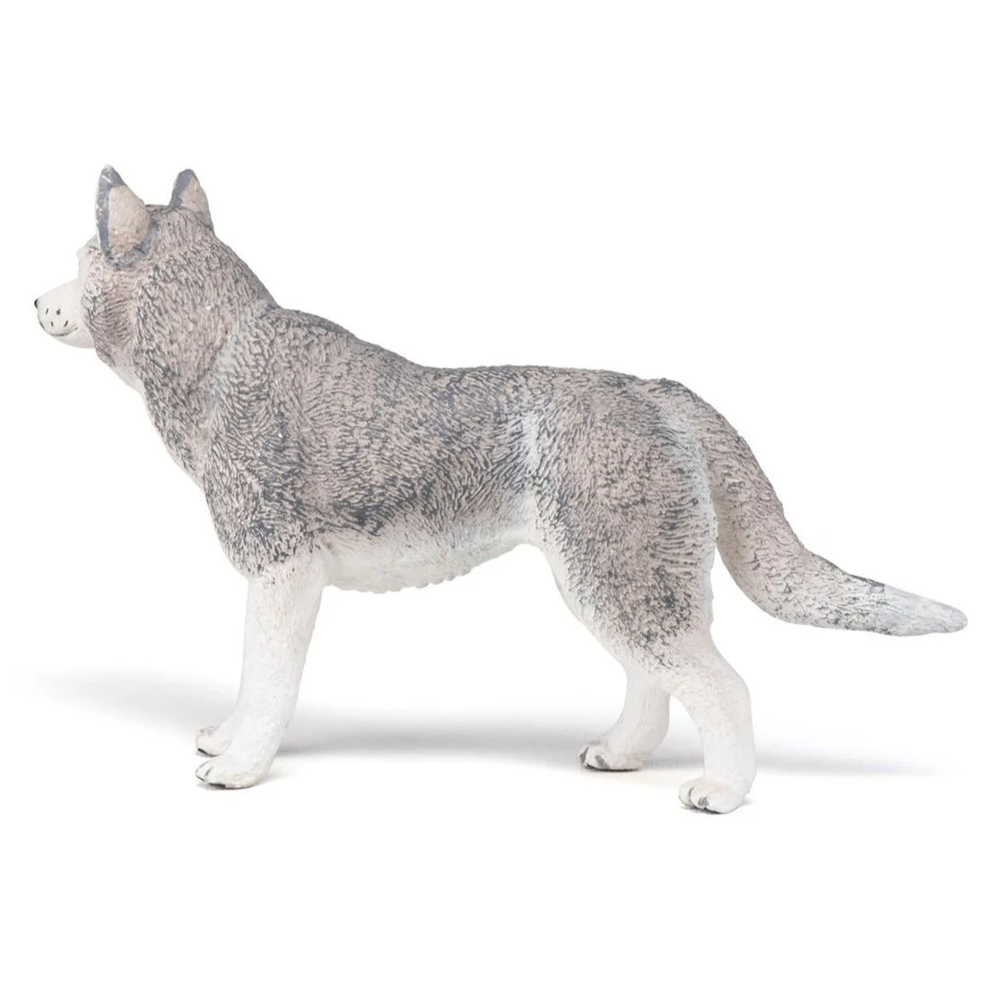 Siberische Husky - Image 6
