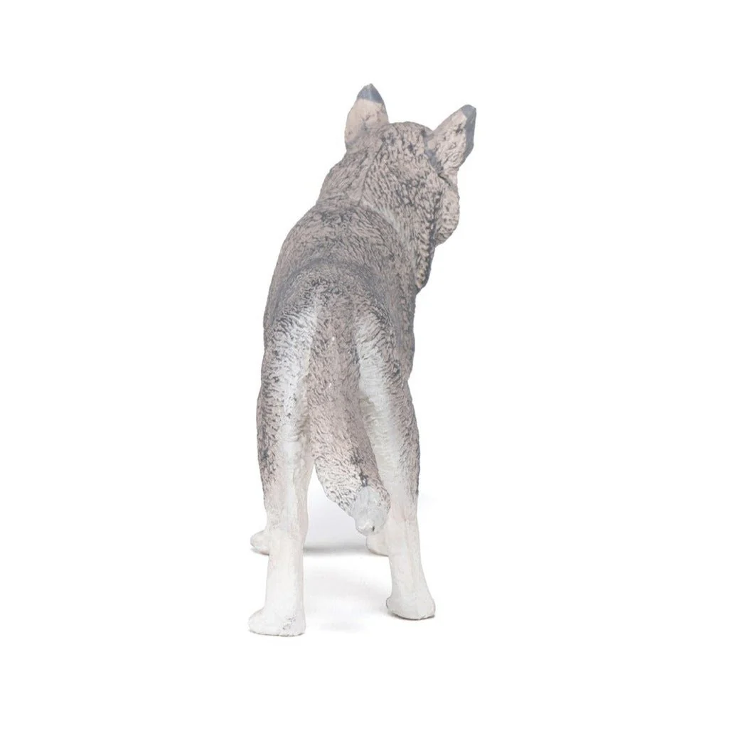 Siberische Husky - Image 7
