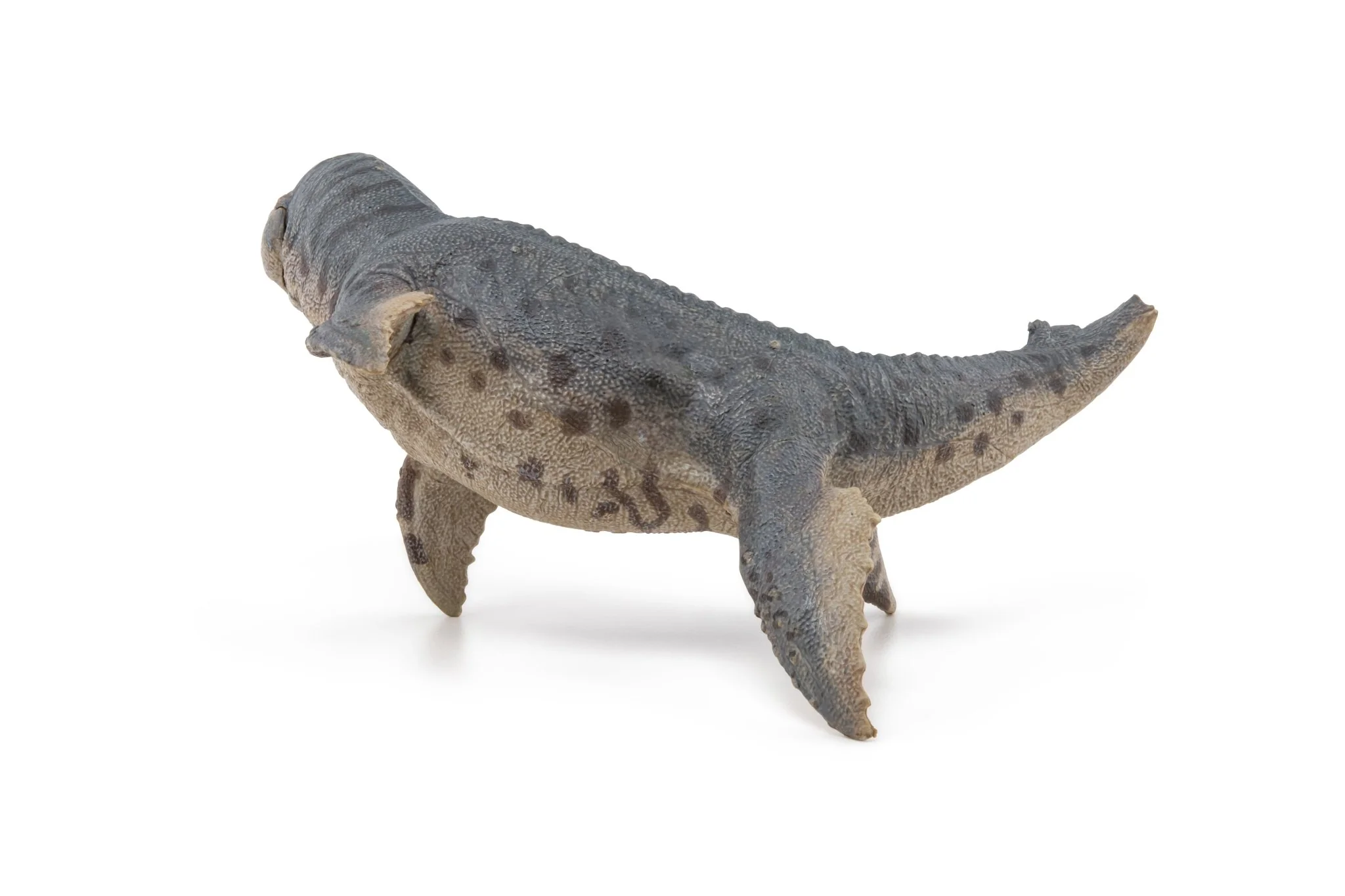 Kronosaurus - Image 6