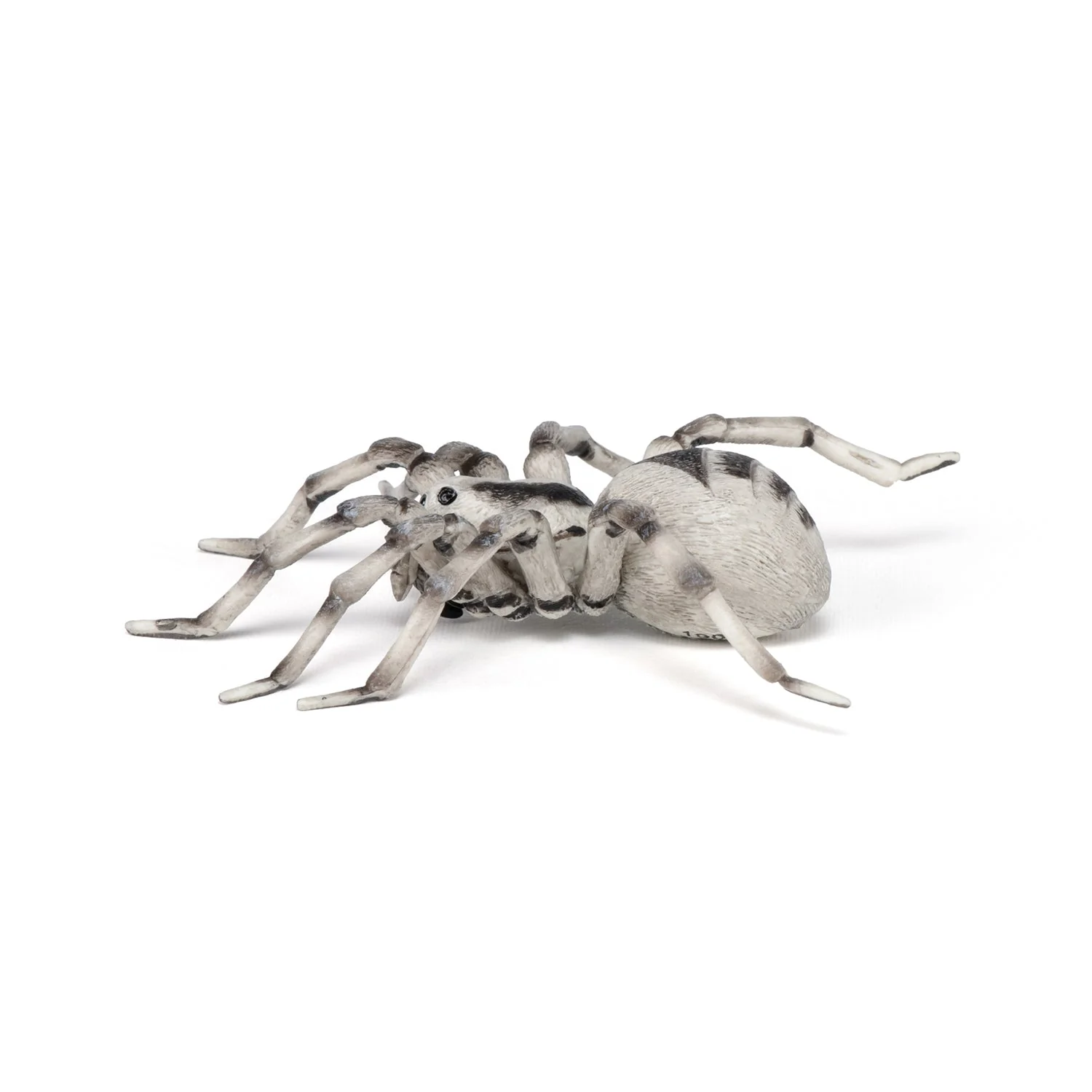 Tarantula - Image 6