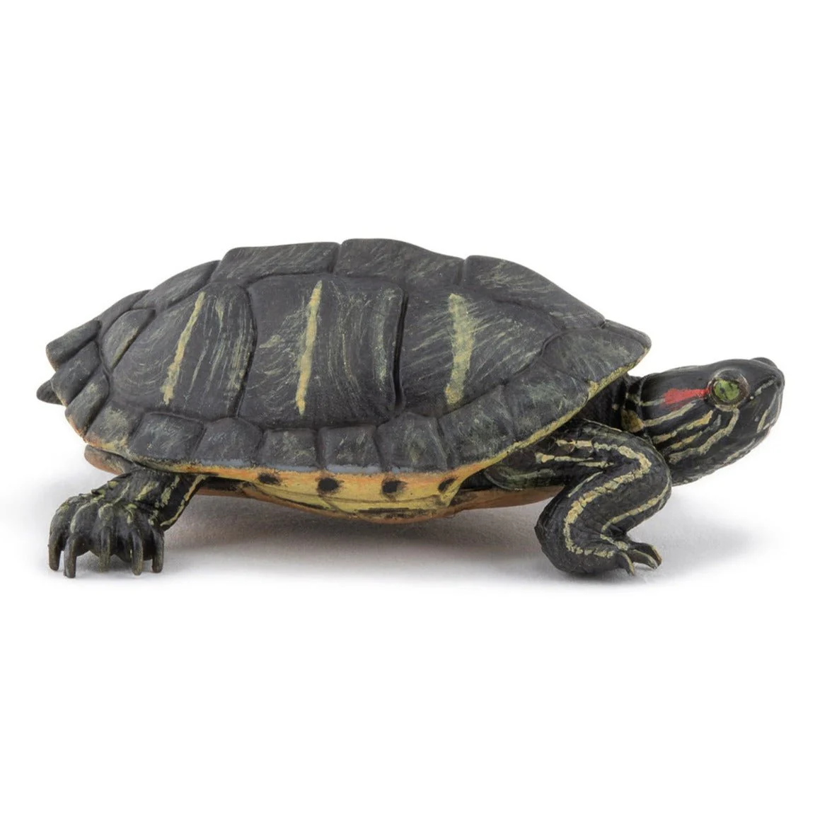 Florida schildpad