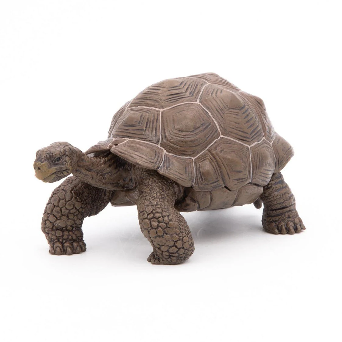 Galapagosschildpad