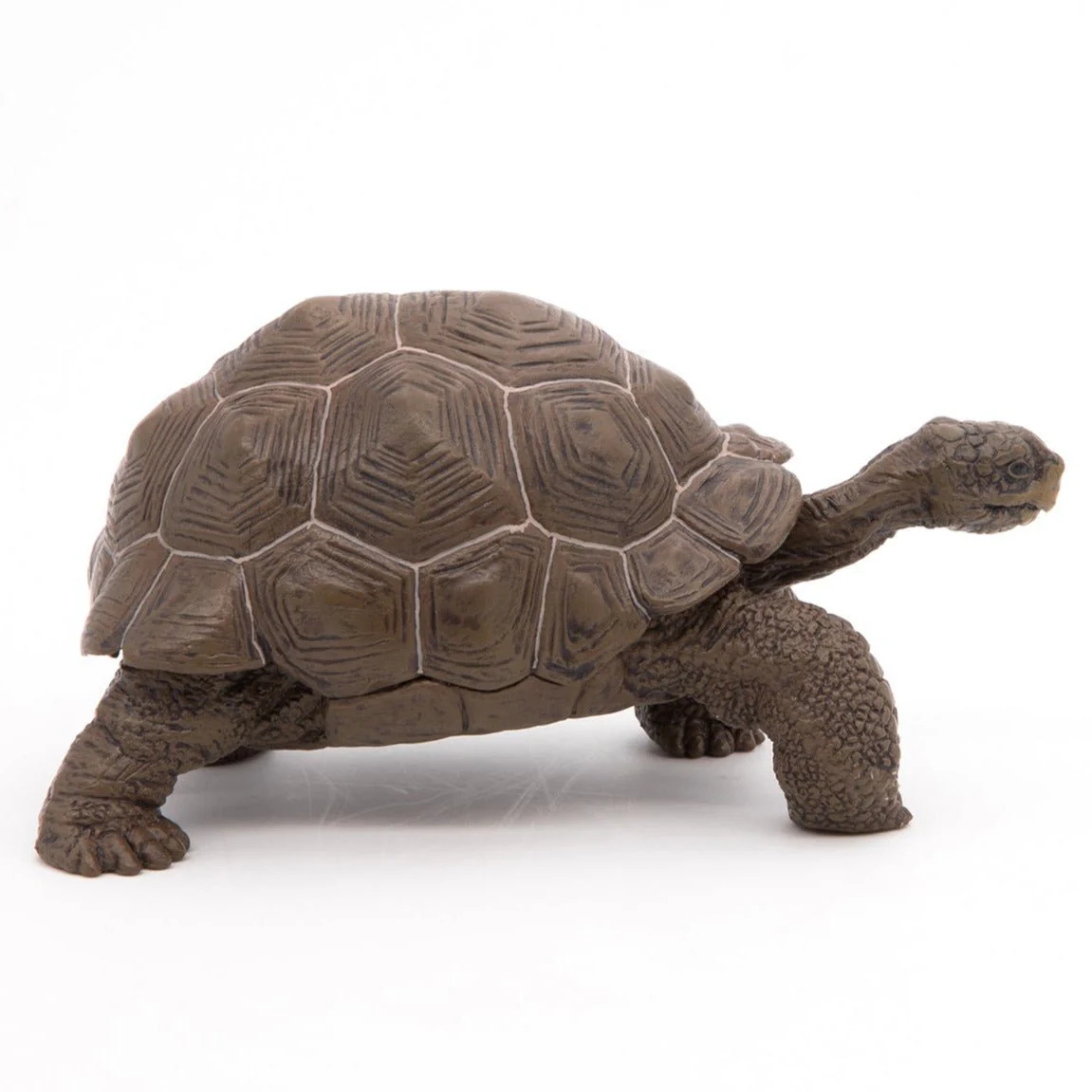 Galapagosschildpad - Image 3