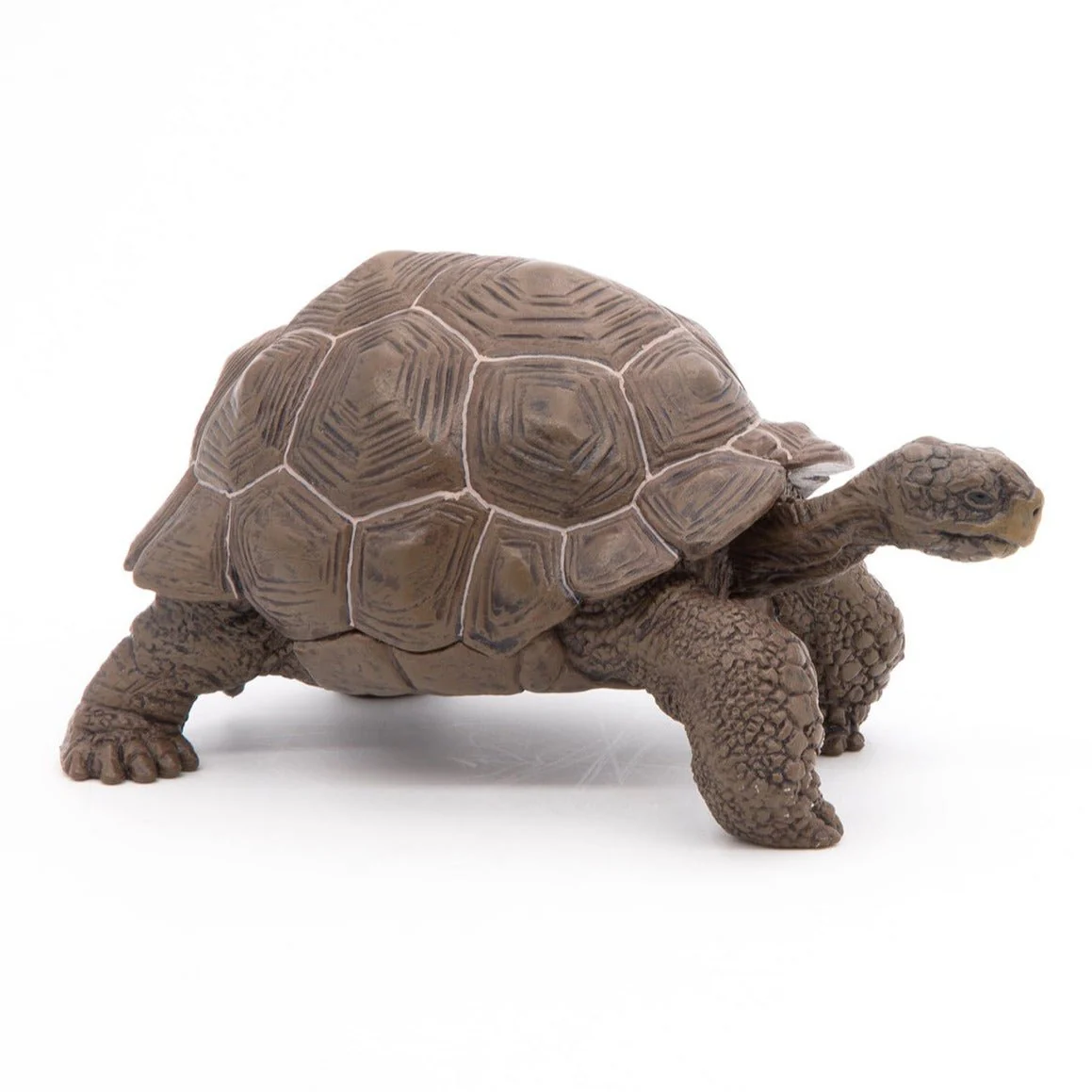 Galapagosschildpad - Image 5